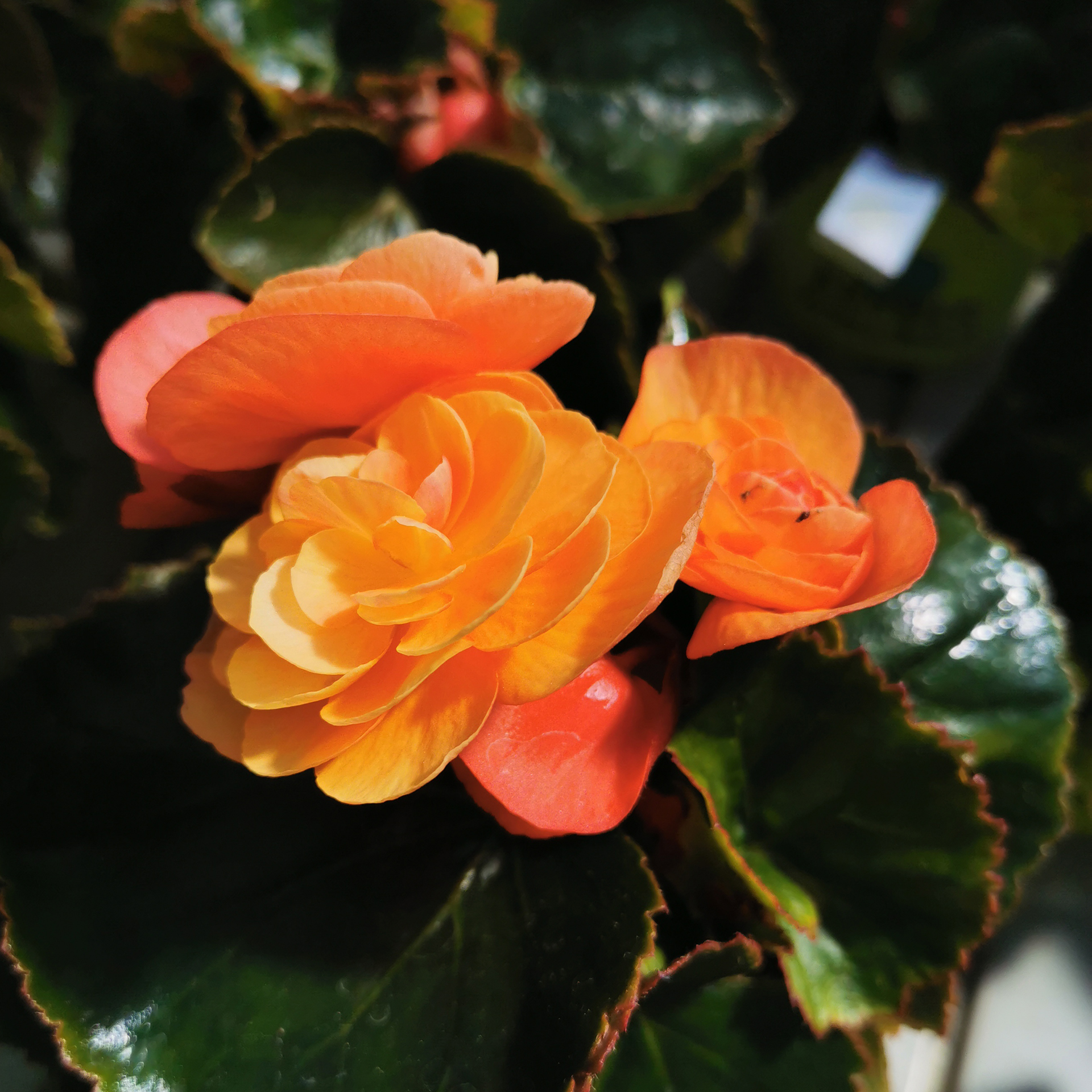 Begonie - Begonia elatior 'Sunpleasure® Orange', 12cm Topf