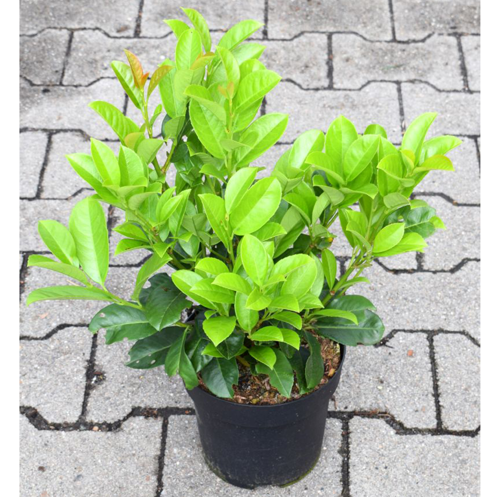 kirschlorbeer - prunus laurocerasus 'etna'®, c2,8 30-40cm