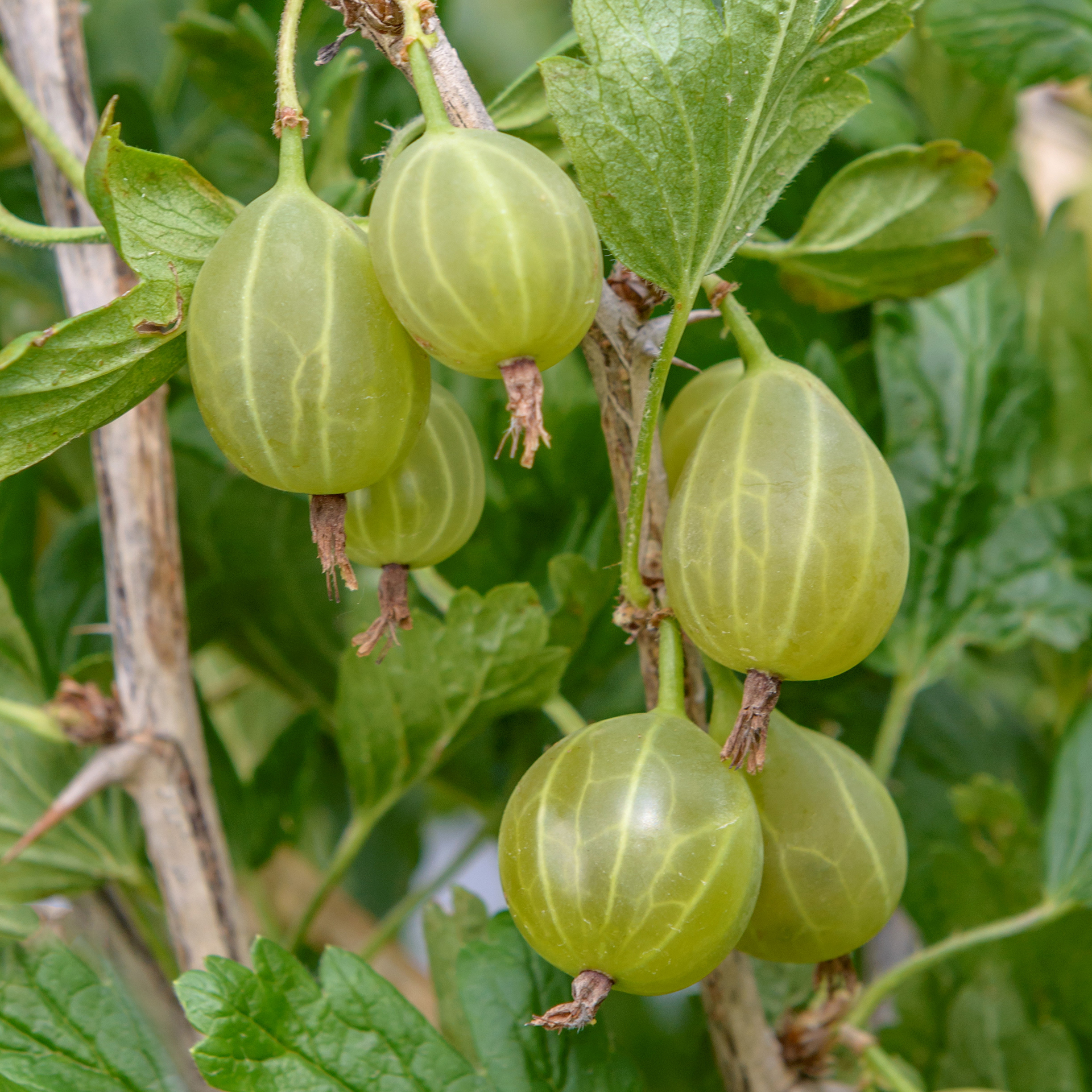 Grüne Stachelbeere - Ribes uva-crispa 'Karlin', C3,4 30-40cm