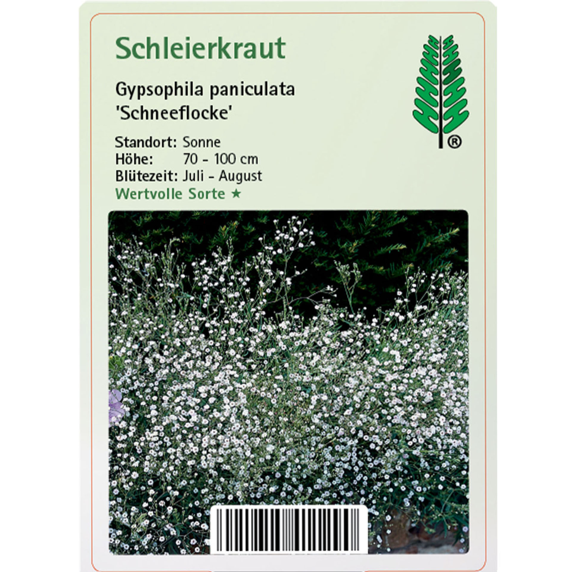 Schleierkraut - Gypsophila paniculata 'Schneeflocke', 11cm Topf