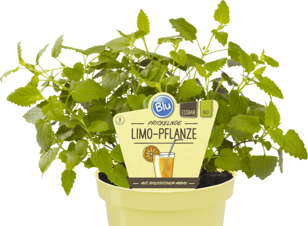 BIO Limo-Pflanze _ Agastache mexicana