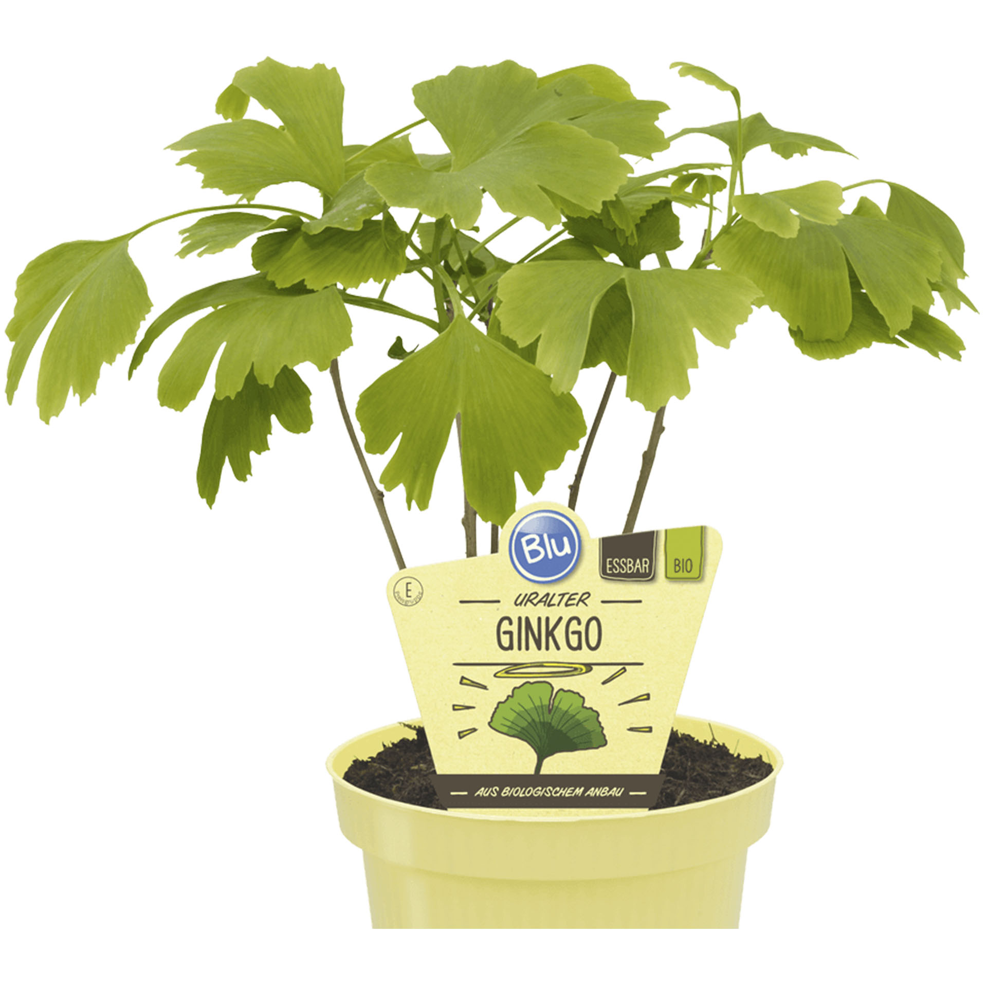 Pflanztopf mit Bio Ginkgo und Pflanzenstecker