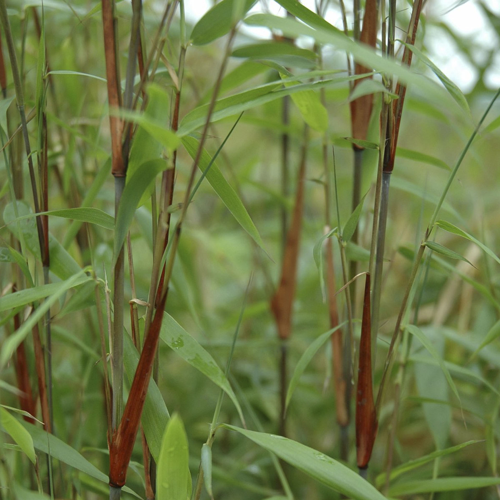 Gartenbambus - Fargesia scabrida 'Asian Wonder', C6 60-80cm