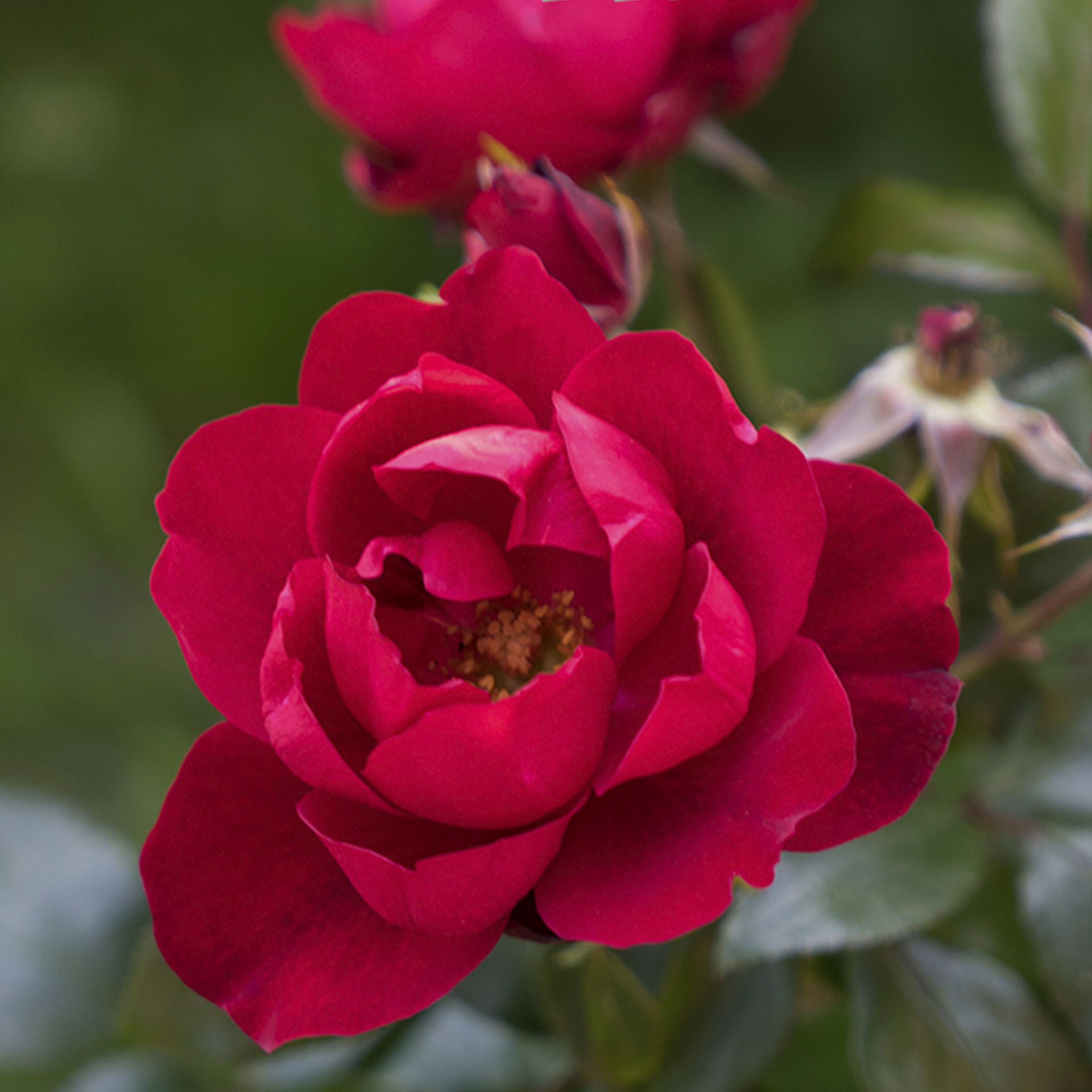 Landgefühl® Topfrose - Rosa-Hybride 'Terrassentraum', C4,6
