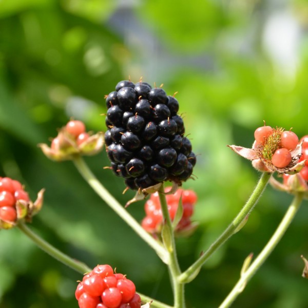 Brombeere - Rubus BrazelBerriy 'Baby Cakes'®