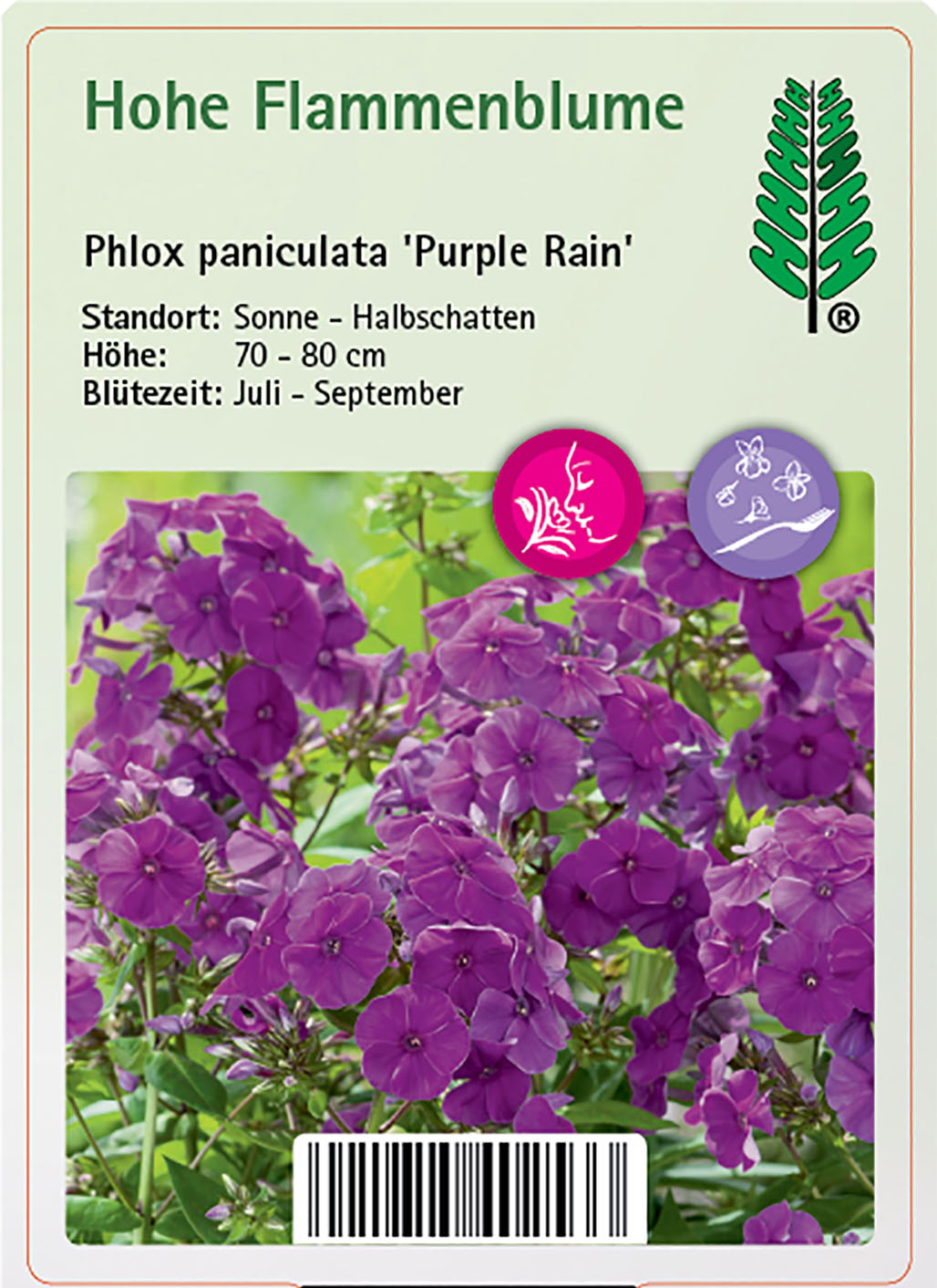 Hohe Flammenblume - Phlox paniculata 'Purple Rain', 11cm Topf
