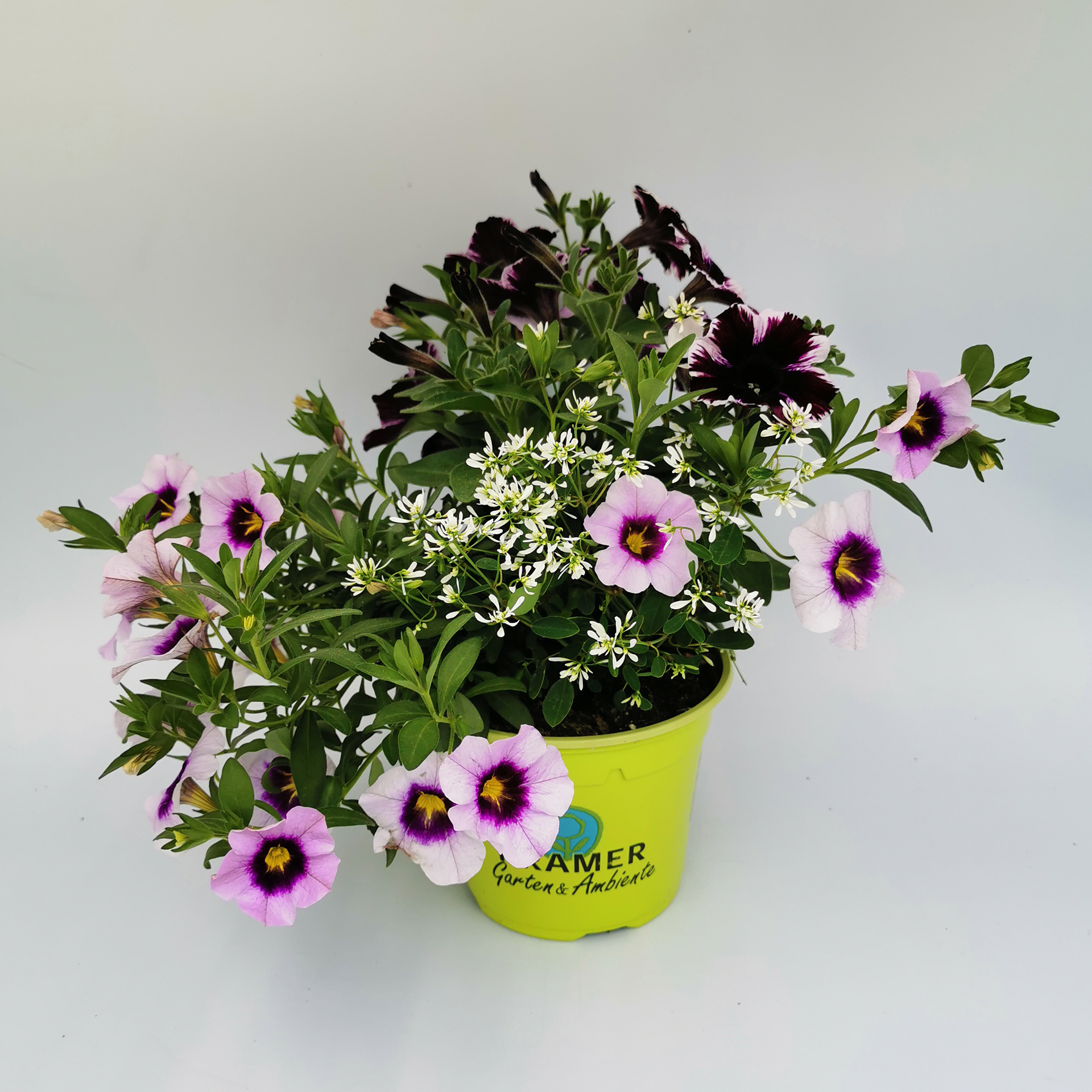 Confetti Garden® Trio 'Miss Marvelous Sky'