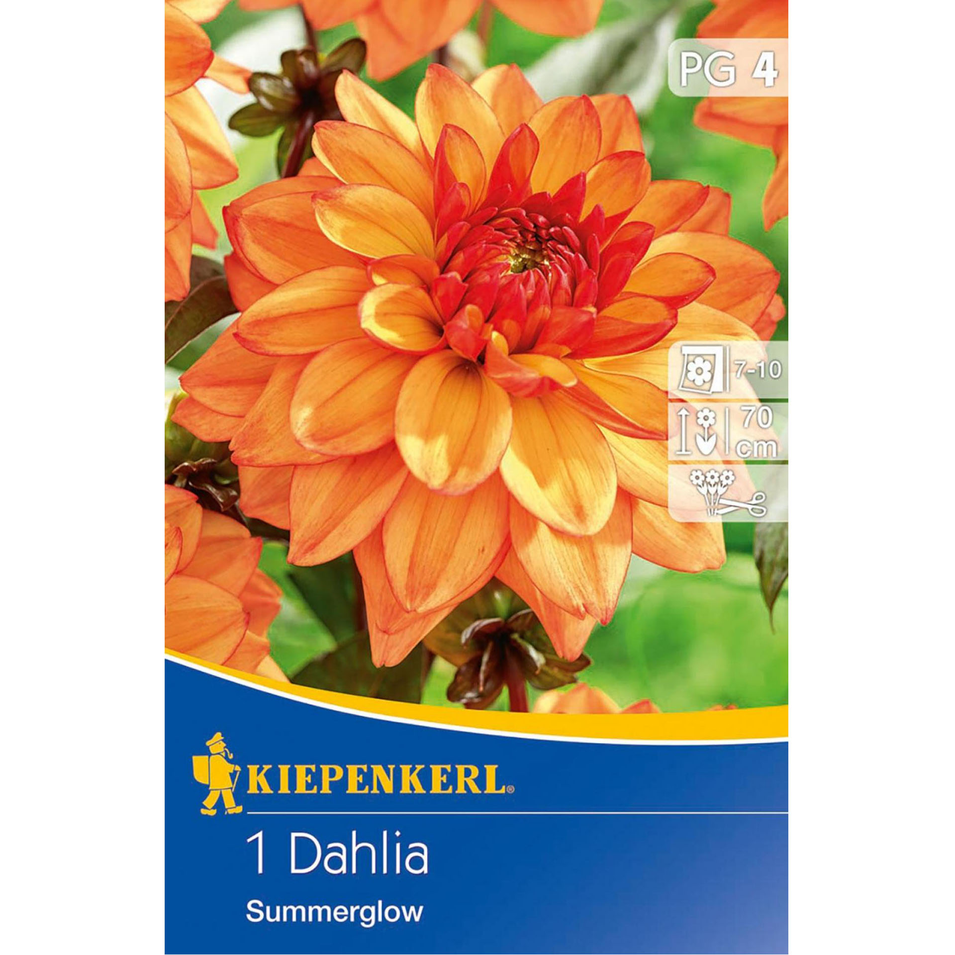 Blumenzwiebeln Deko-Dahlie Dahlia Beetbepflanzung Blumengarten