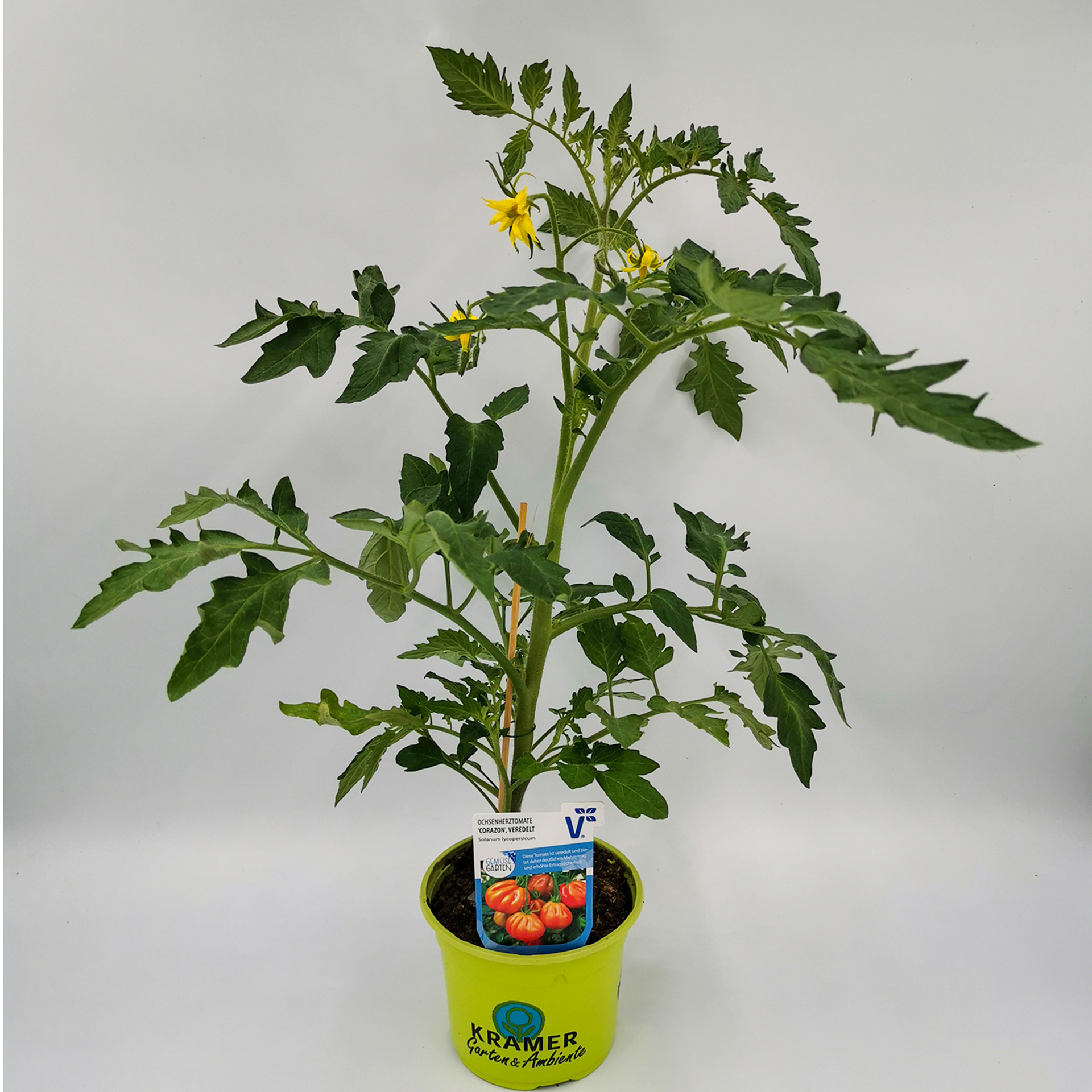 Ochsenherz-Tomate 'Corazon', Tomatenpflanze 12cm Topf