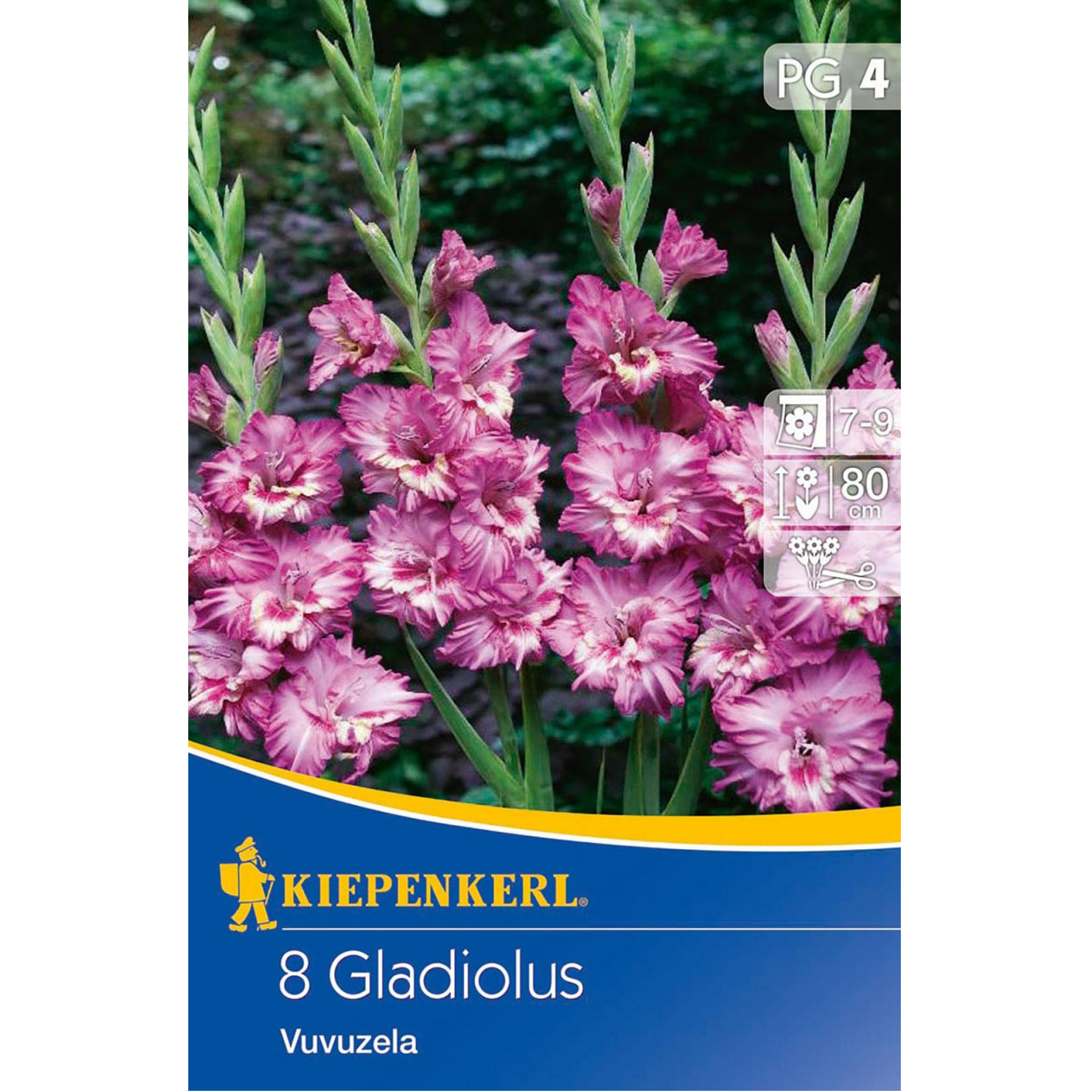 Blumenzwiebeln Staudenbeet Pflanzkübel