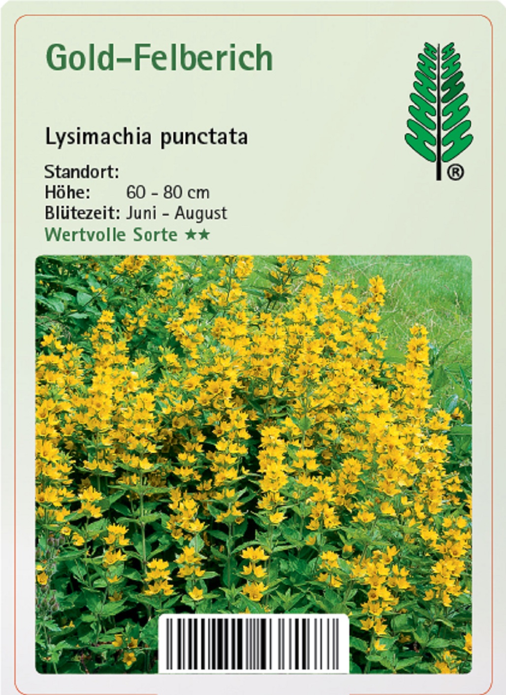 Gold-Felberich - Lysimachia punctata, 11cm Topf