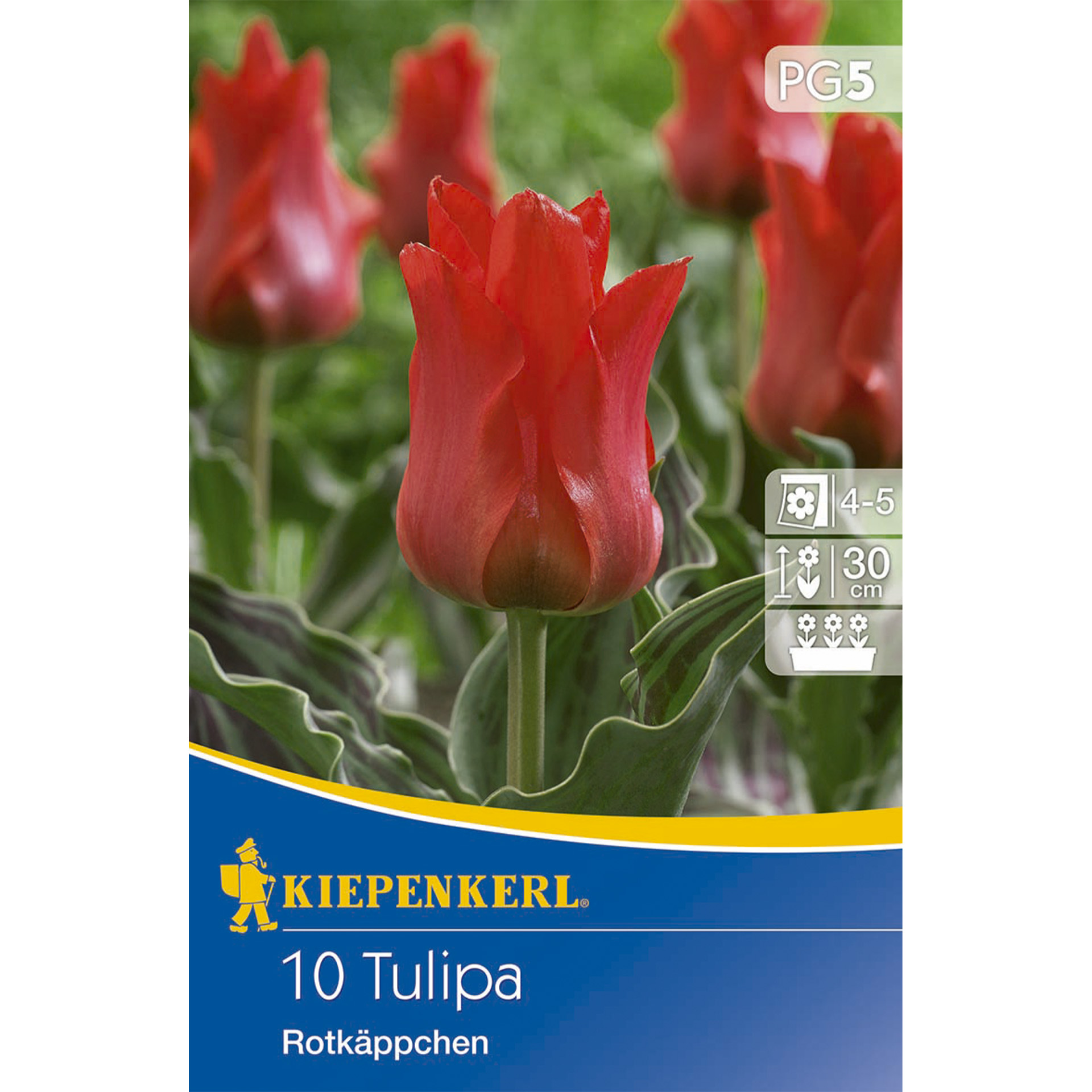 Intensiv rot blühende Tulpe mit gewellten Blättern