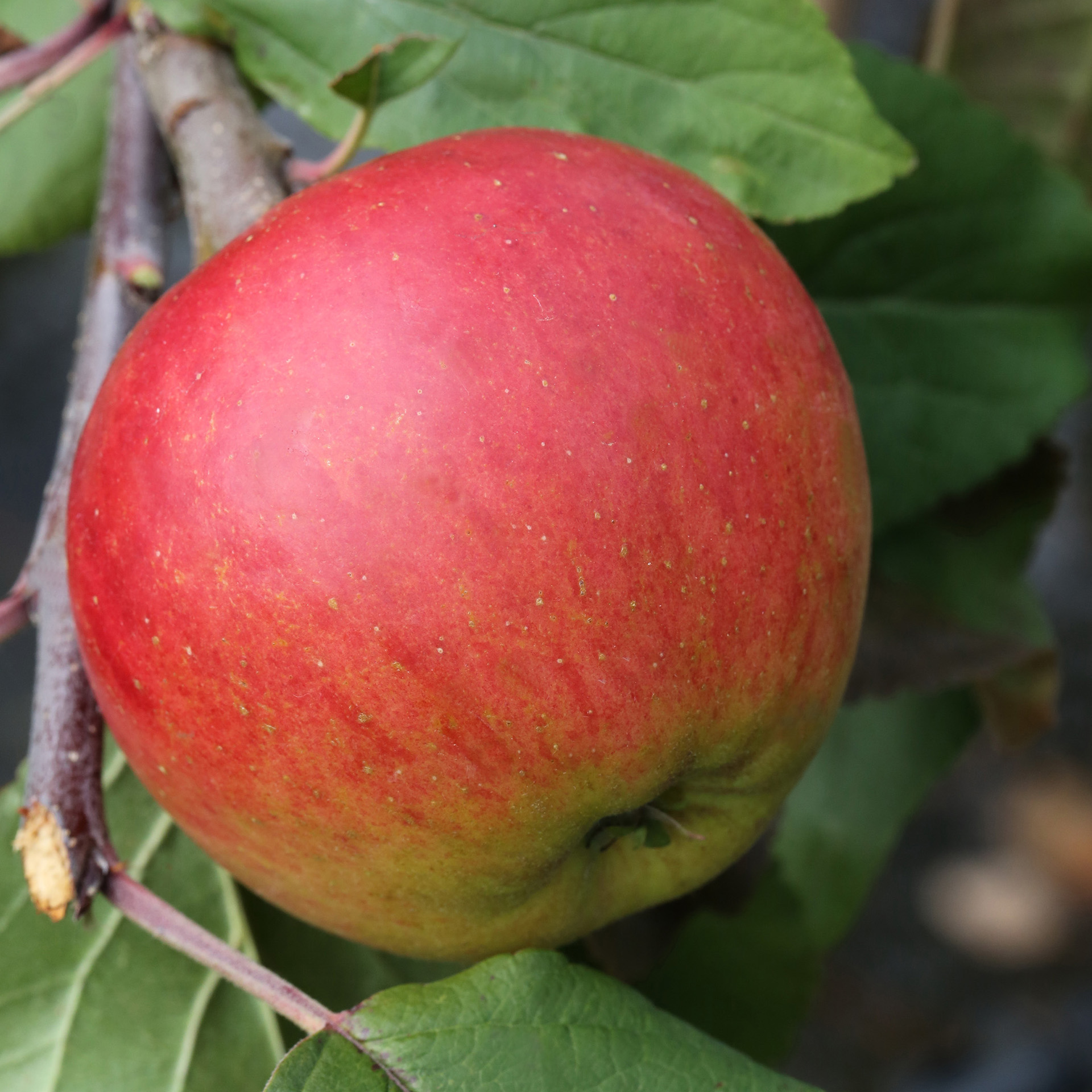 Apfel 'Gerlinde' - Malus 'Gerlinde' ®, C10
