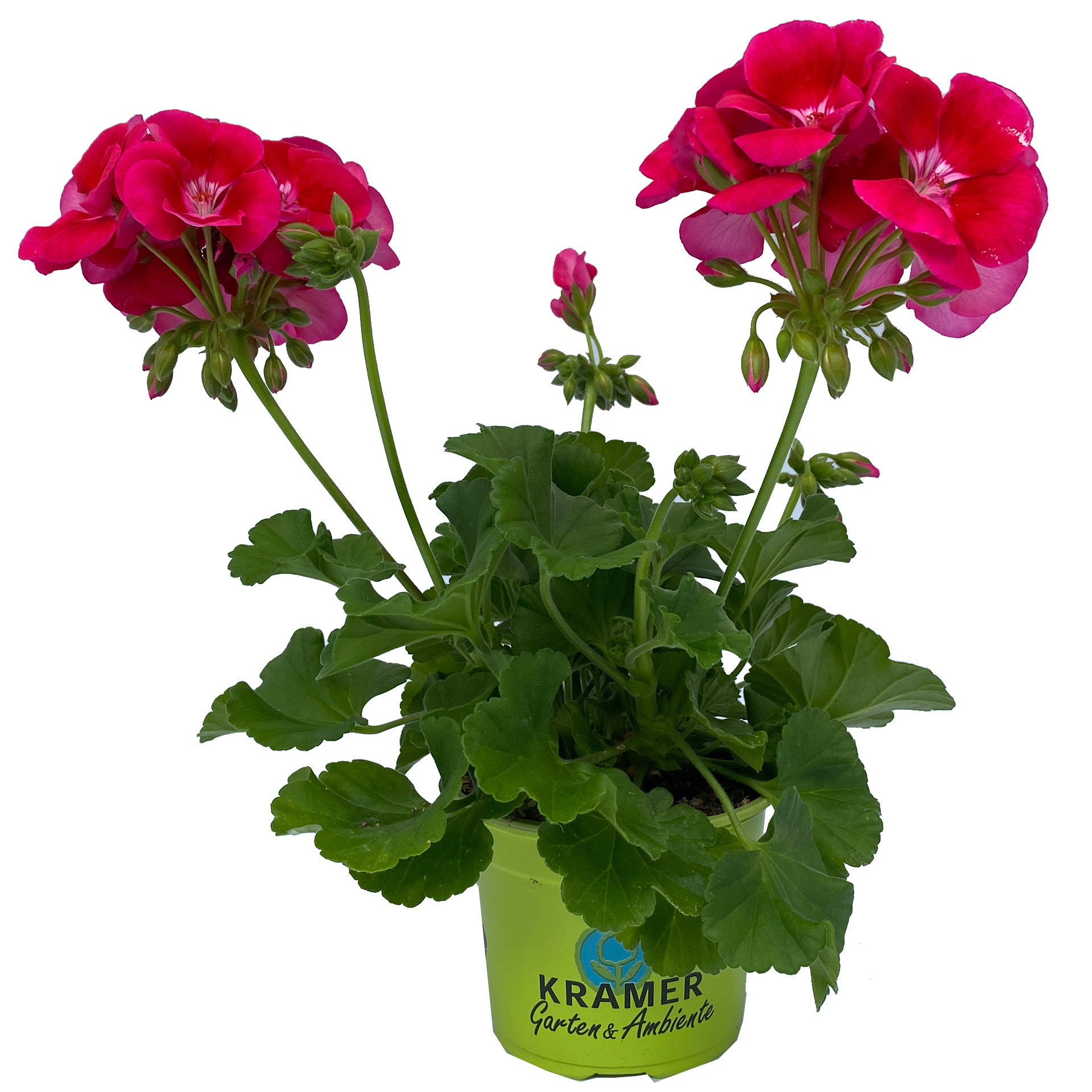 Geranie stehend 'Flower Fairy® Velvet' - Pelargonium zonale, 12cm Topf