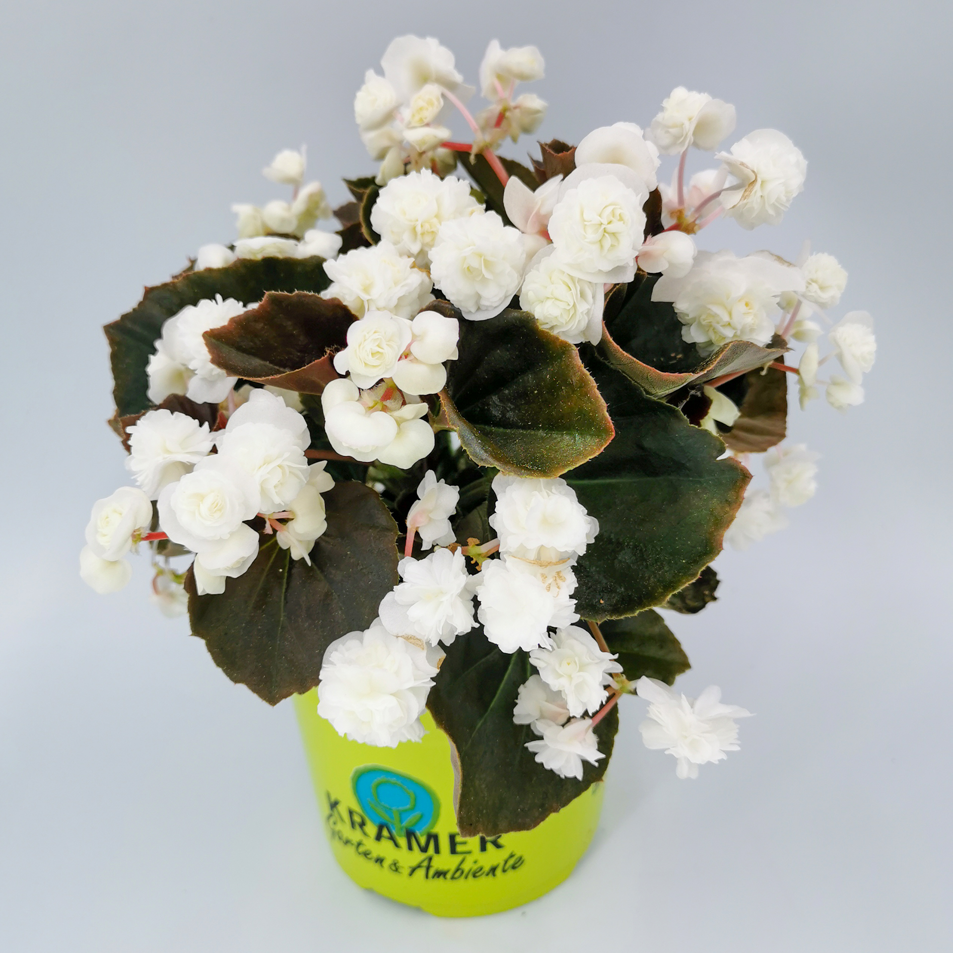 Eisbegonie - Begonia semperflorens 'Doublet® White', 12cm Topf