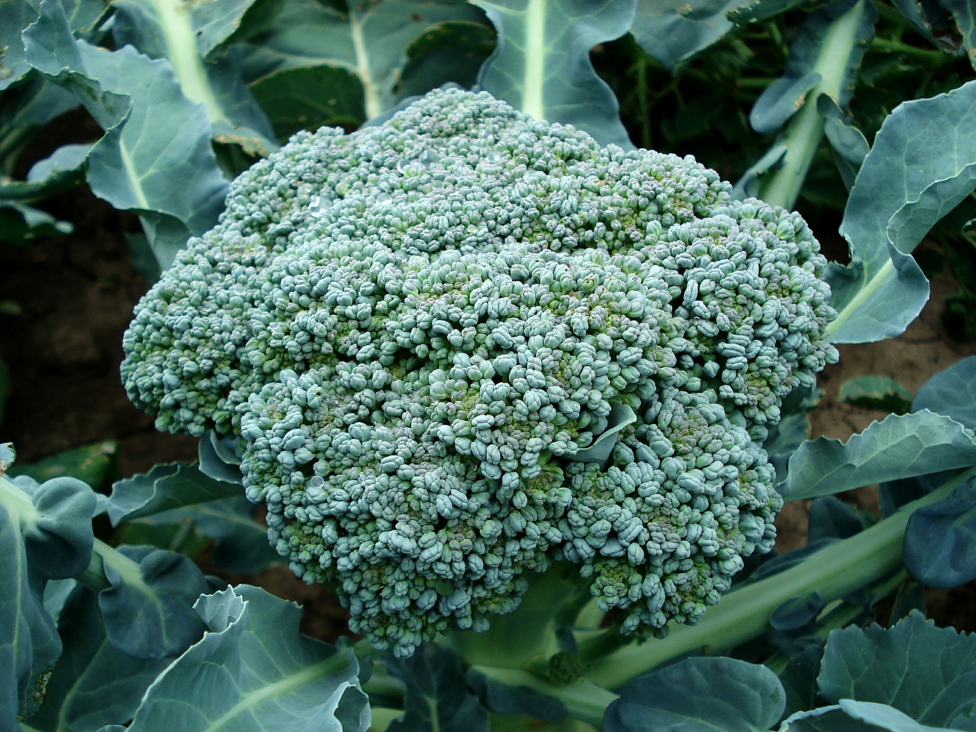 Brokkoli - Gemüsepflanzen Schale 12er