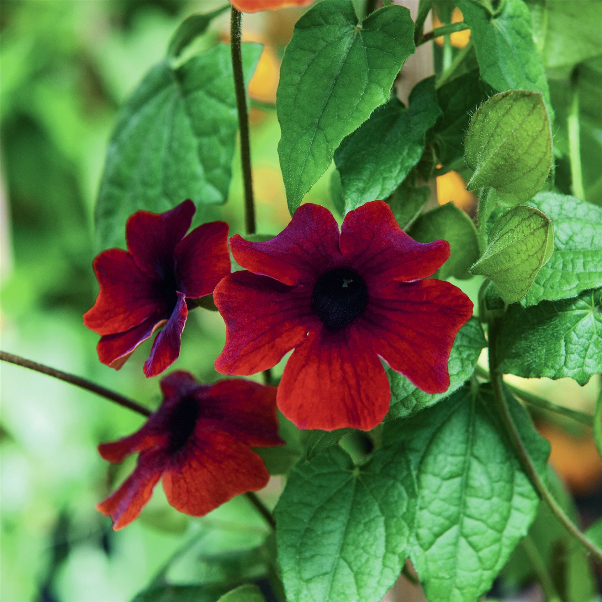 Schwarzäugige Susanne - Thunbergia alata 'Sunny Susy® Brownie', 13cm Topf