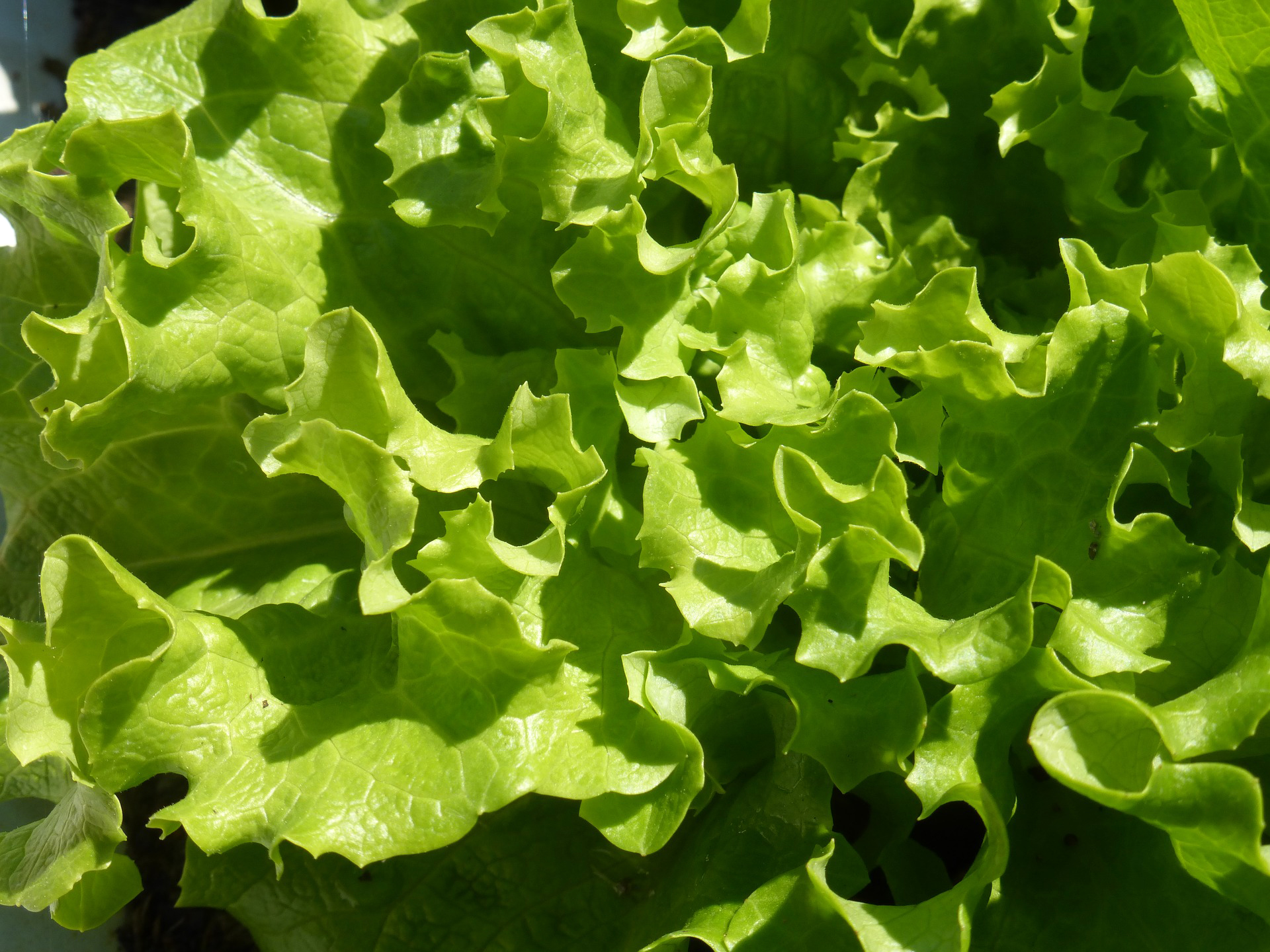 Eichblattsalat grün - Salatpflanzen Schale 12er