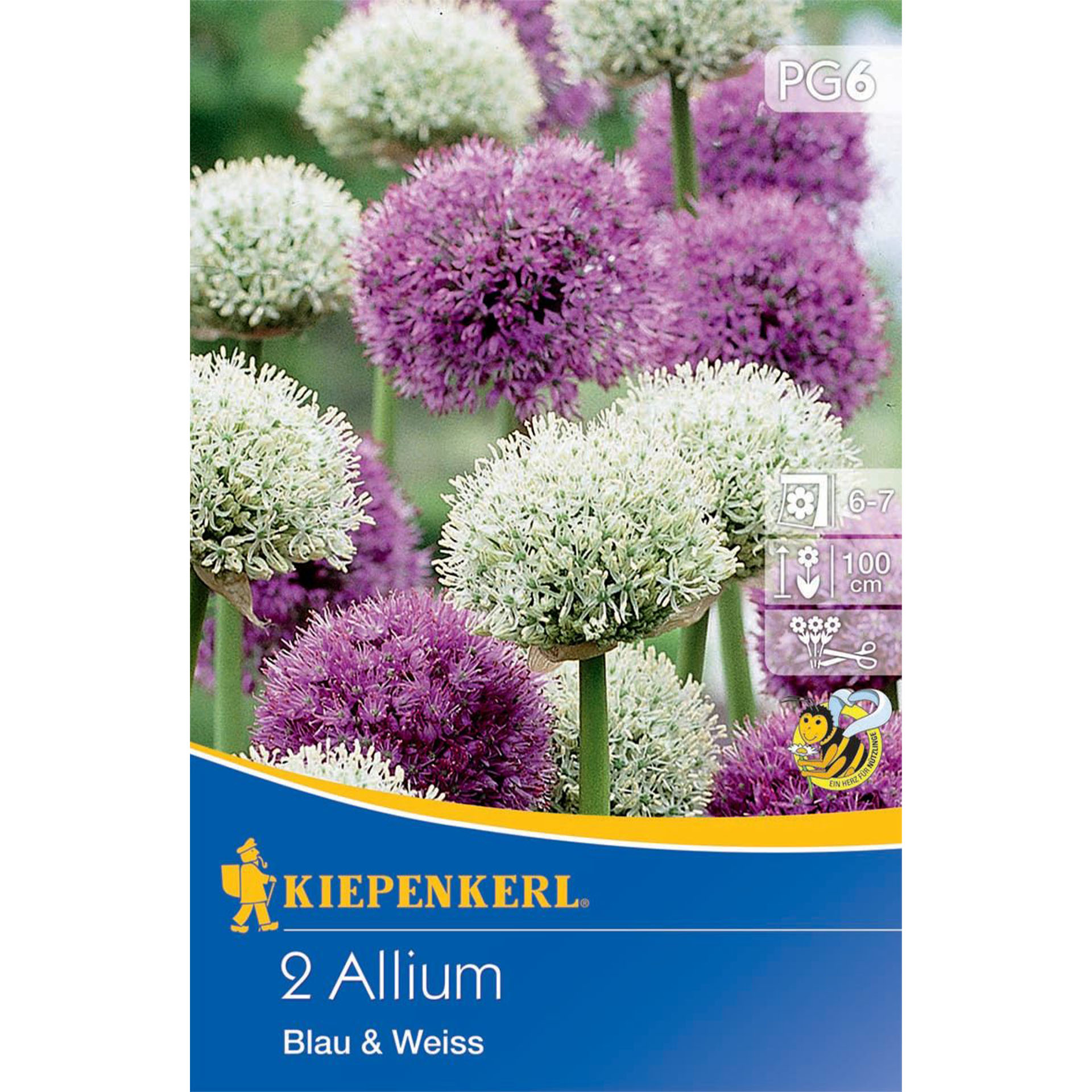 Zierlauch/Allium 'Blau & Weiss', Blumenzwiebeln