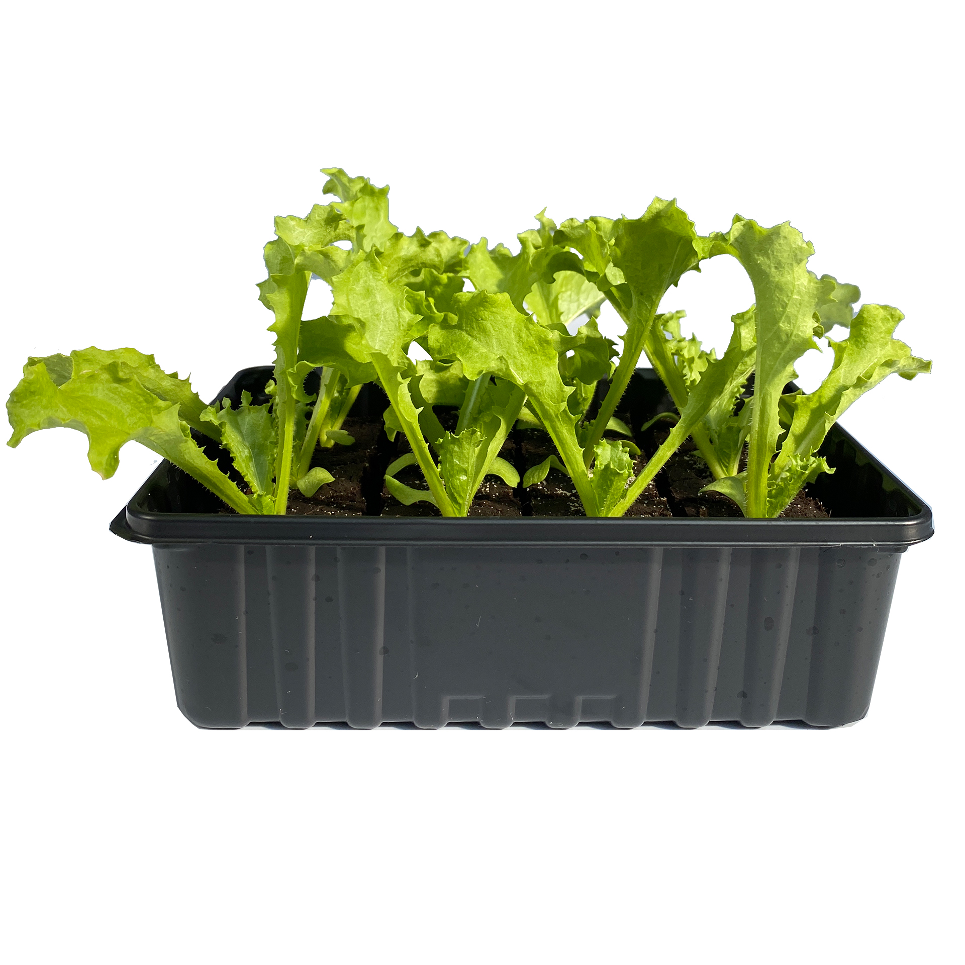 12 Gemüsepflanzen Glatter Endiviensalat in schwarzer Schale