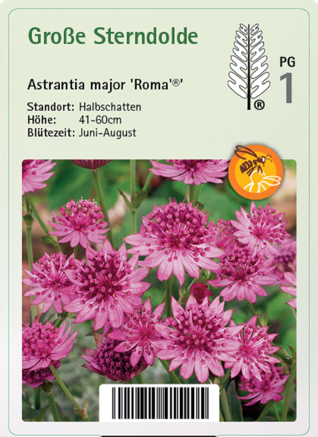 Große Sterndolde - Astrantia major 'Roma'®, 11cm Topf