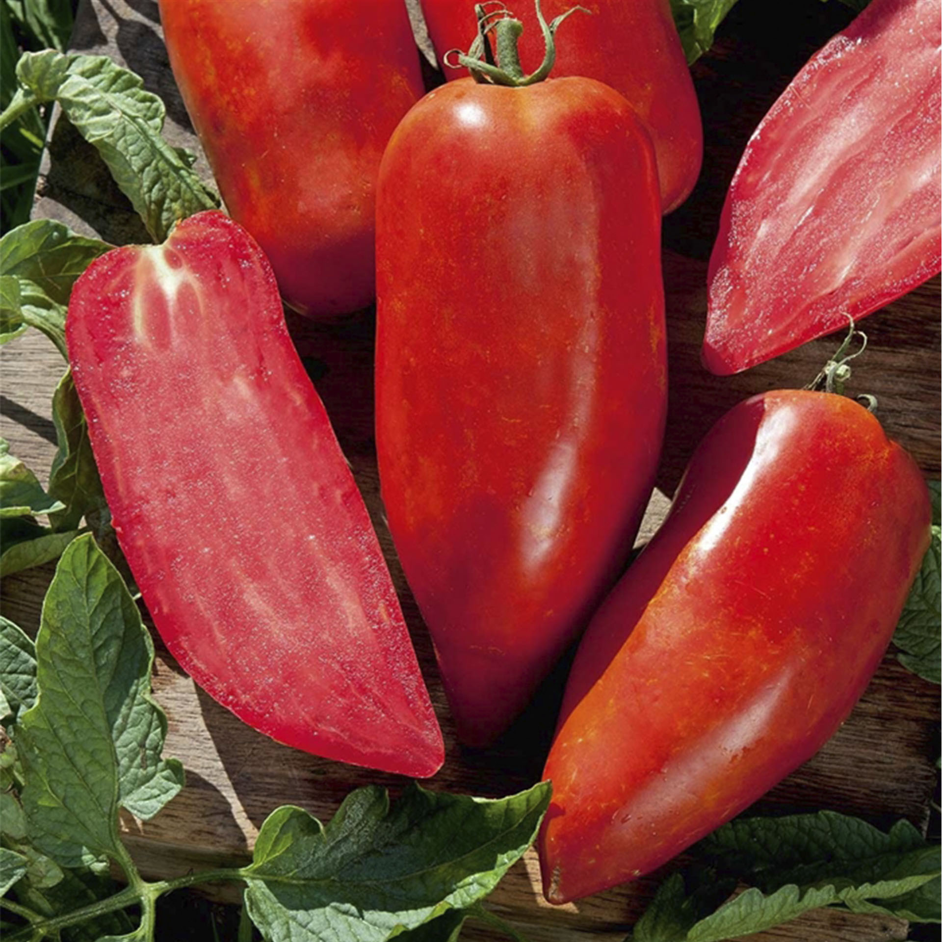 reife Früchte der Tomate Starlias Bellandine