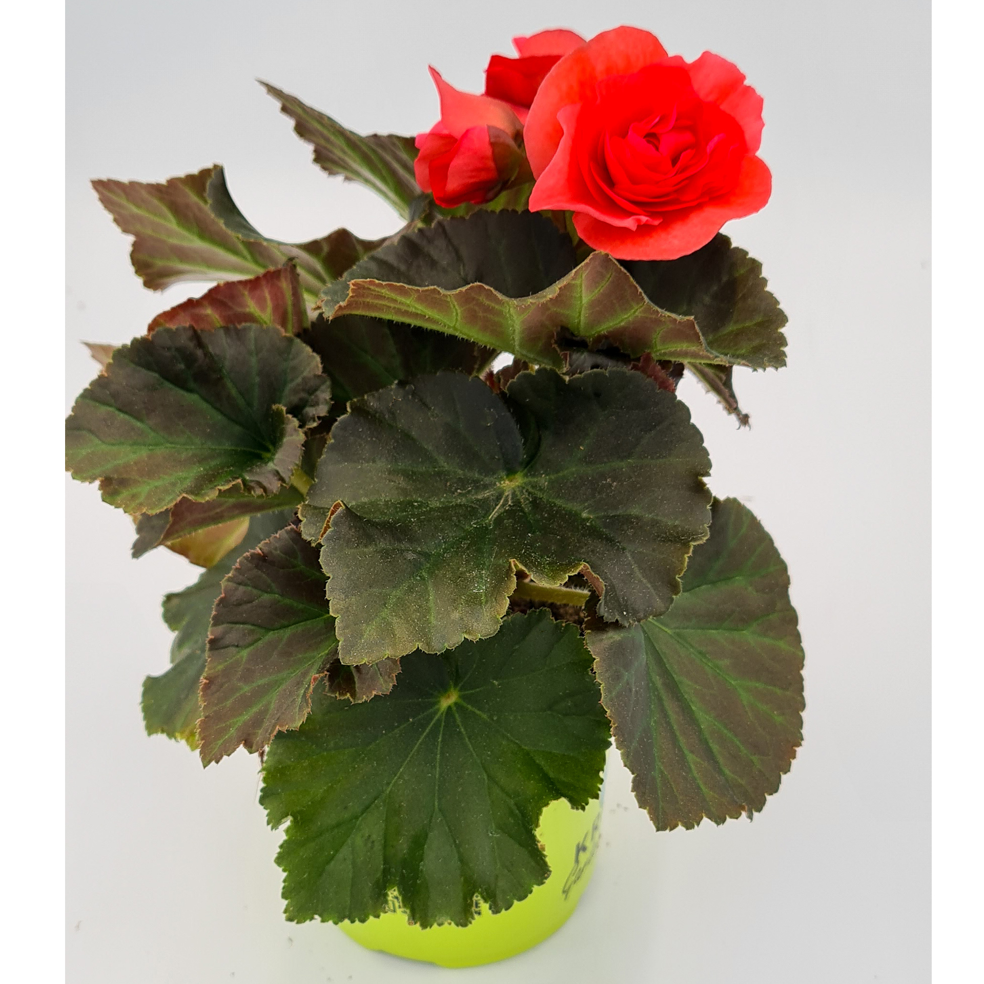 Begonie - Begonia elatior 'Sunpleasure® Rose', 12cm Topf
