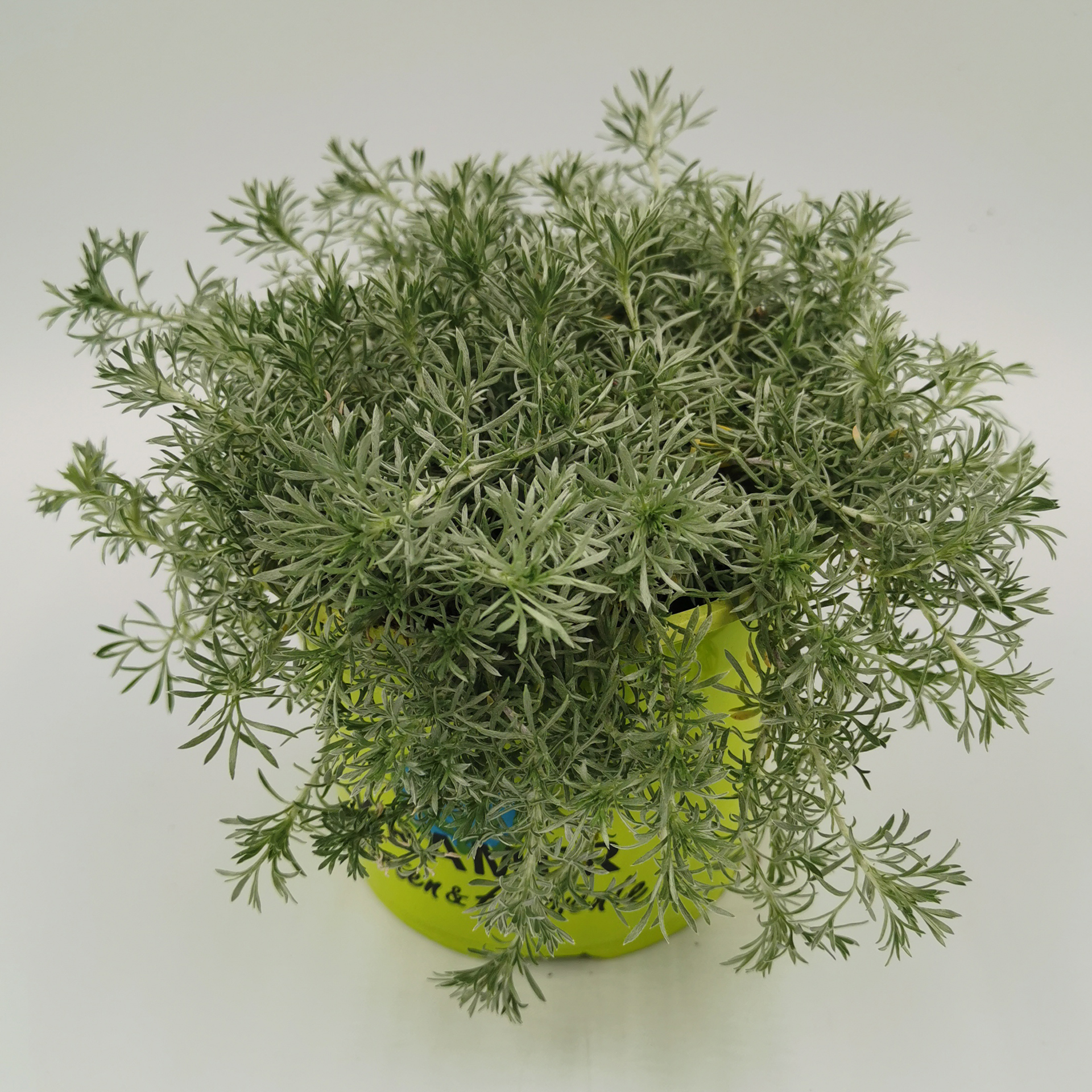 Gletscherraute - Artemisia glacialis, 12cm Topf