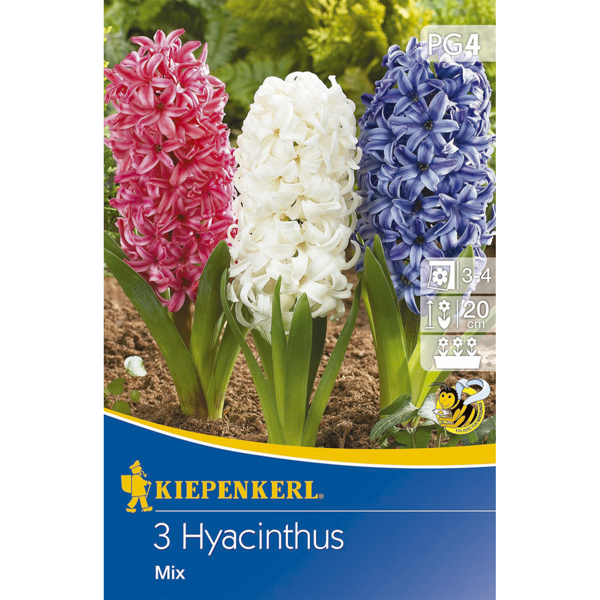 Hyazinthe Mischung Blumenzwiebel