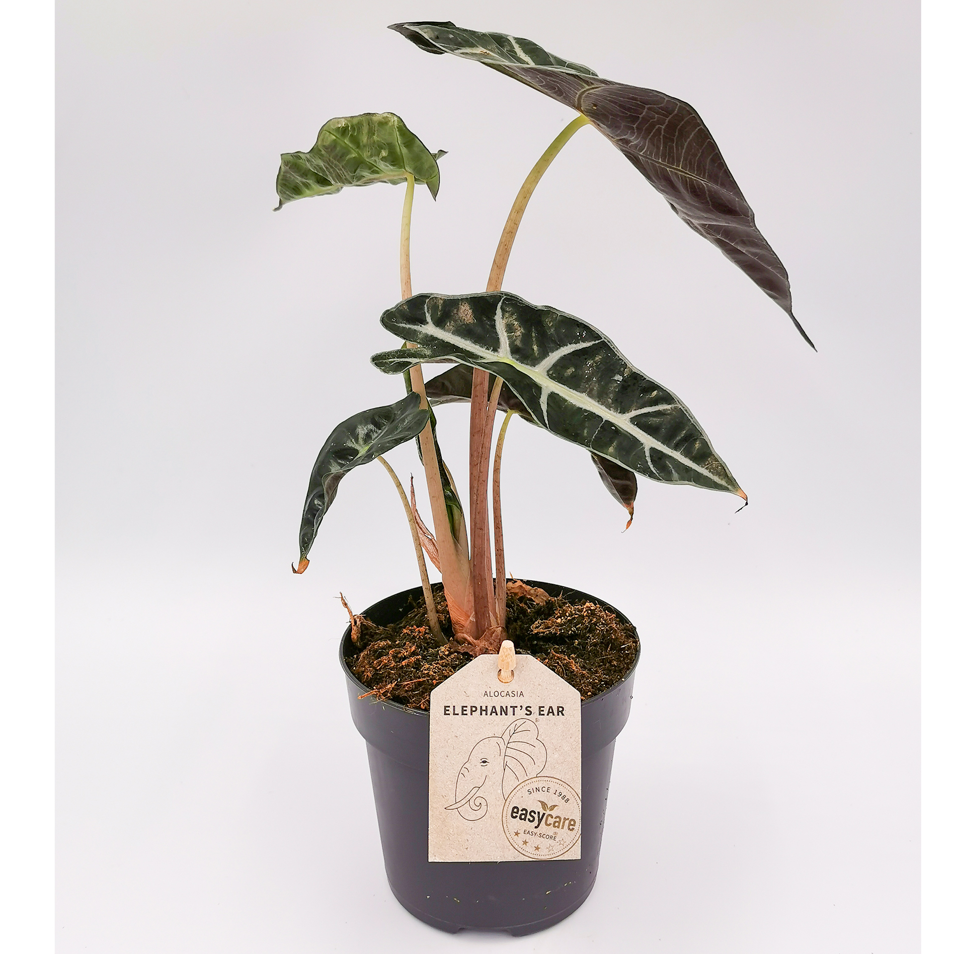 Pfeilblatt alocasia Zimmerpflanze Grünpflanze