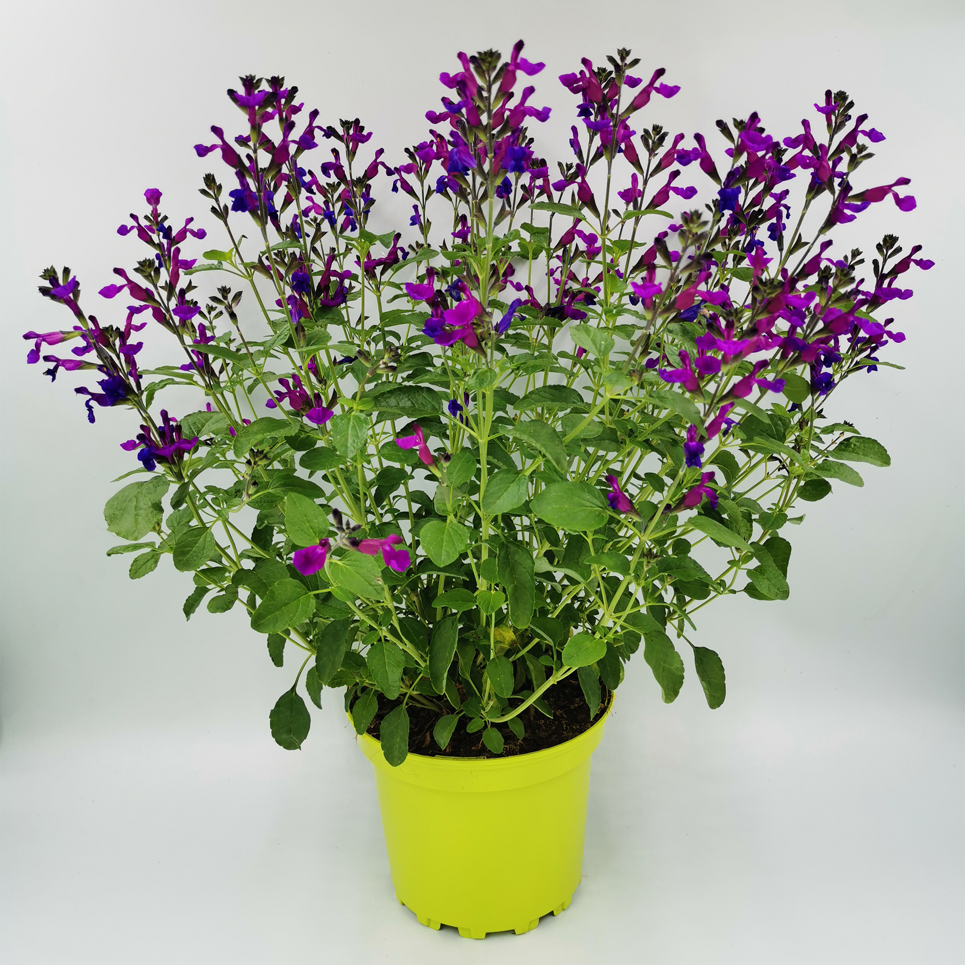 Salbei - Salvia jamensis Vibe 'Ignition Purple', 4 Liter Topf