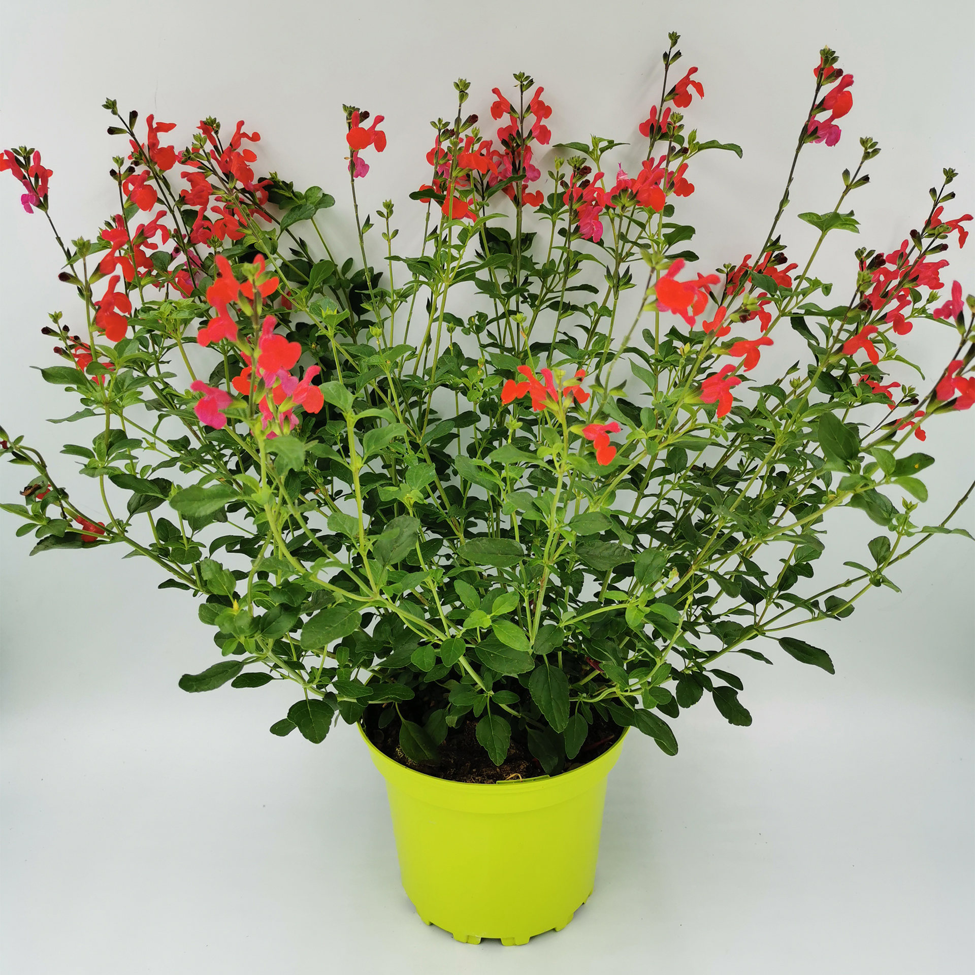 Salbei - Salvia jamensis 'Visional Red', 4l Topf