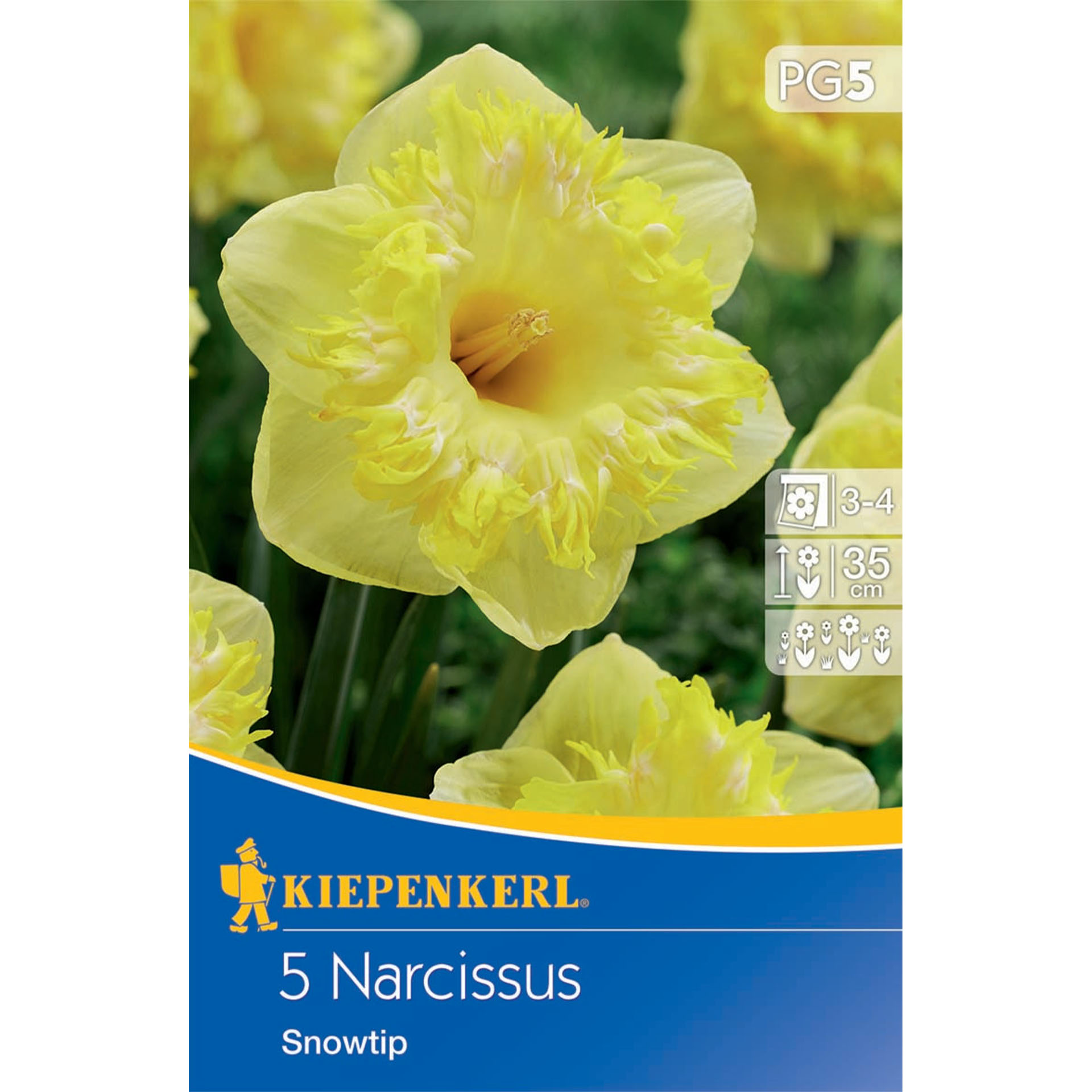 Narzisse 'Snowtip', Blumenzwiebeln