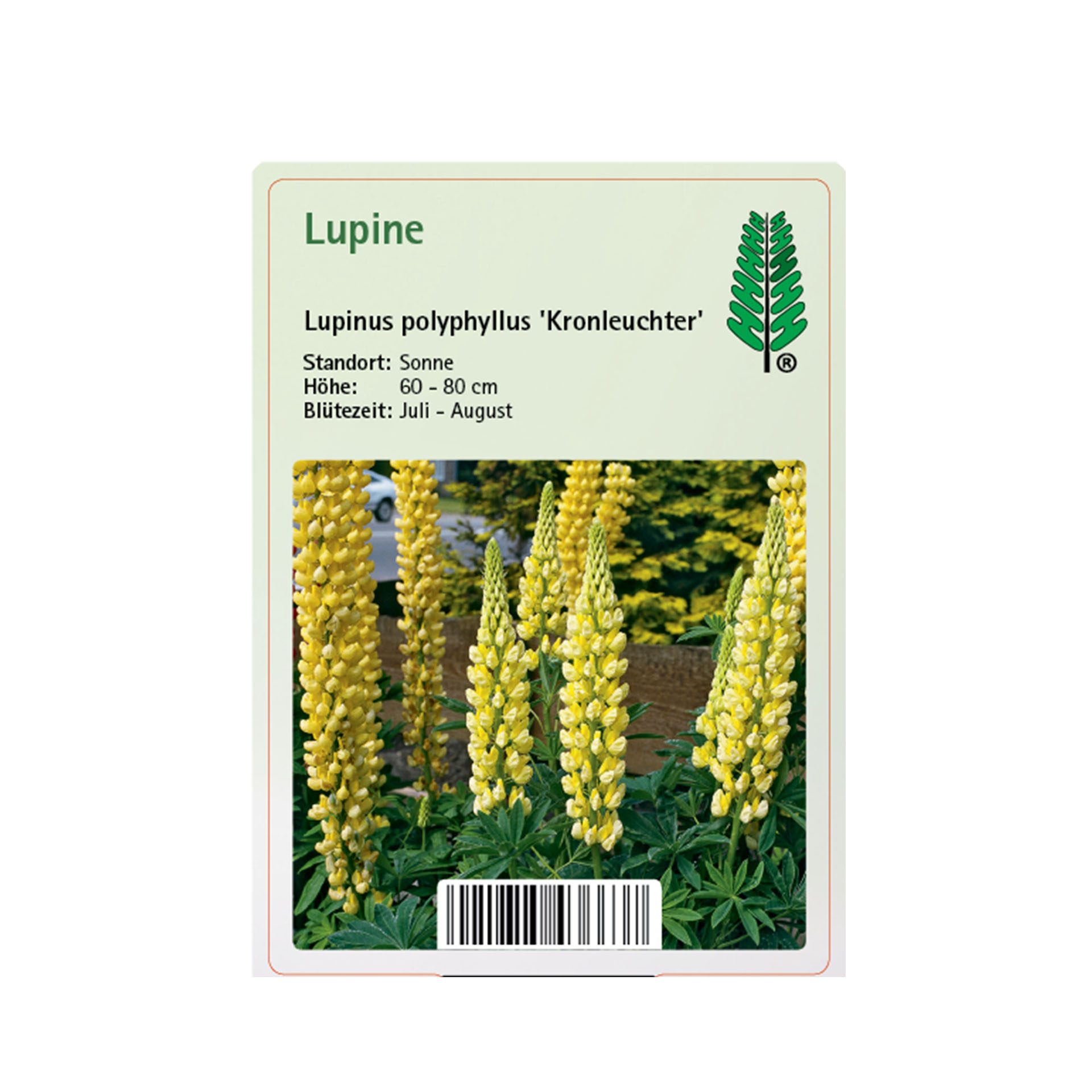 Lupine - Lupinus polyphyllus 'Kronleuchter', 11cm Topf