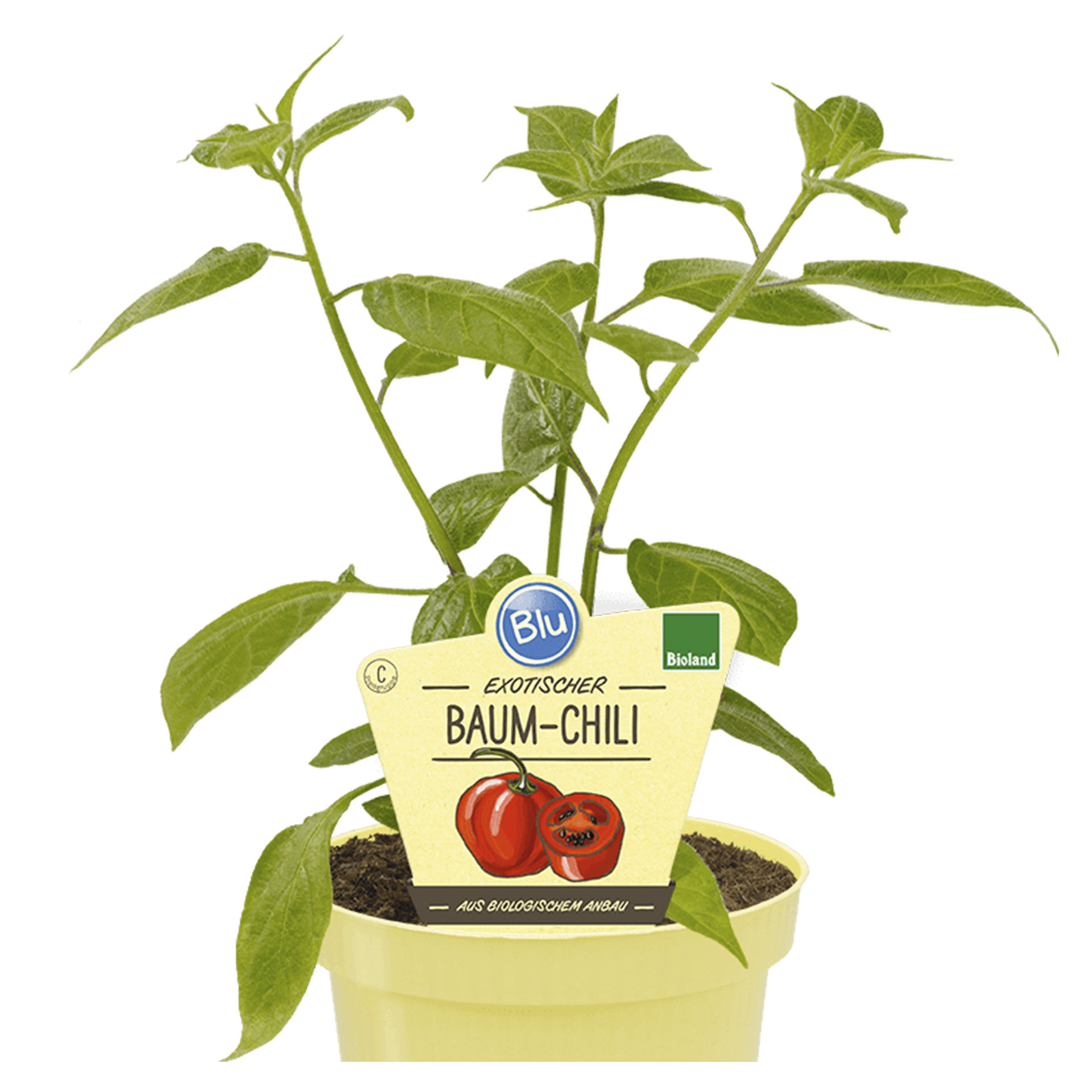 Pflanztopf mit Baum-Chili und Pflanzenstecker