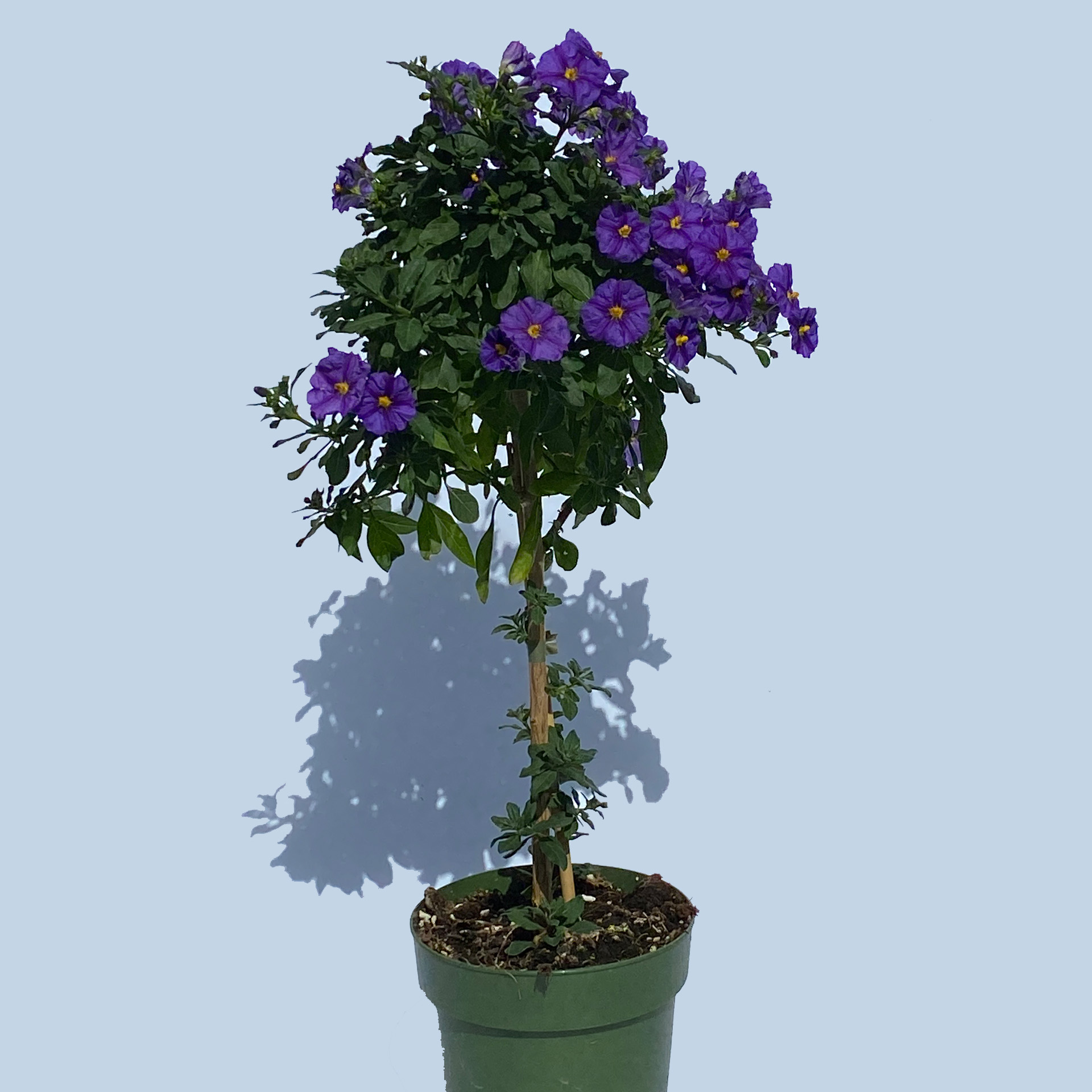 Enzian-Stamm - Solanum rantonetti blau, 14cm Topf