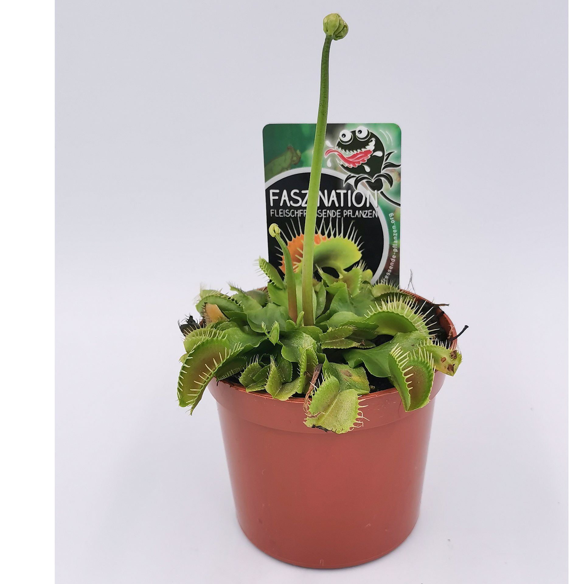 Venusfliegenfalle – Dionaea muscipula, 8cm Topf