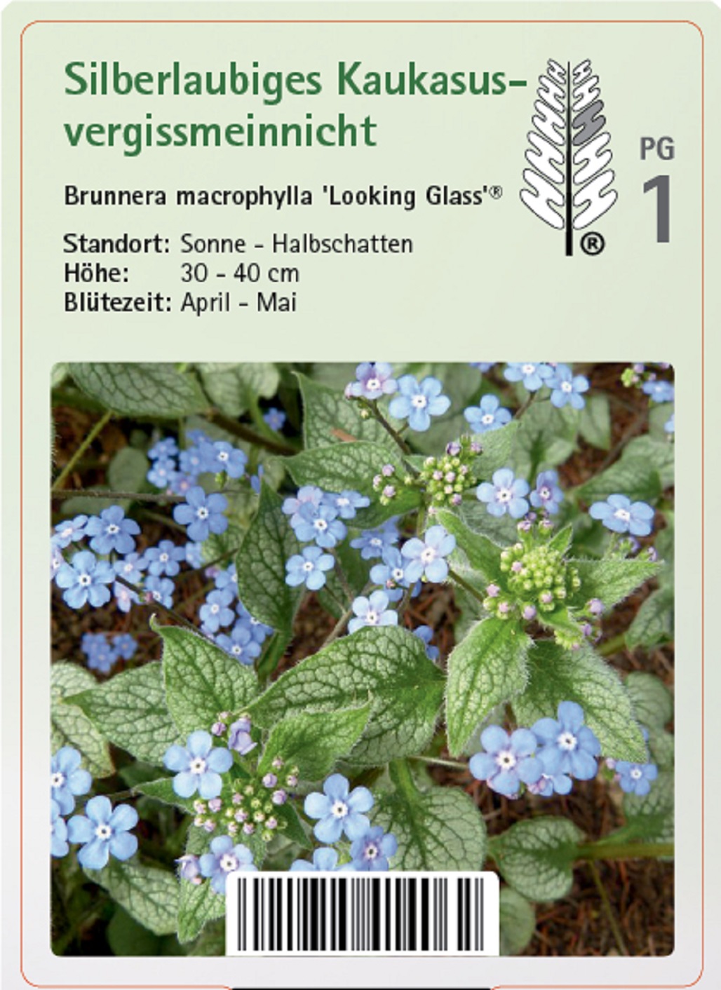 Kaukasus-Vergissmeinnicht - Brunnera macrophylla 'Looking Glass'® , 11cm Topf