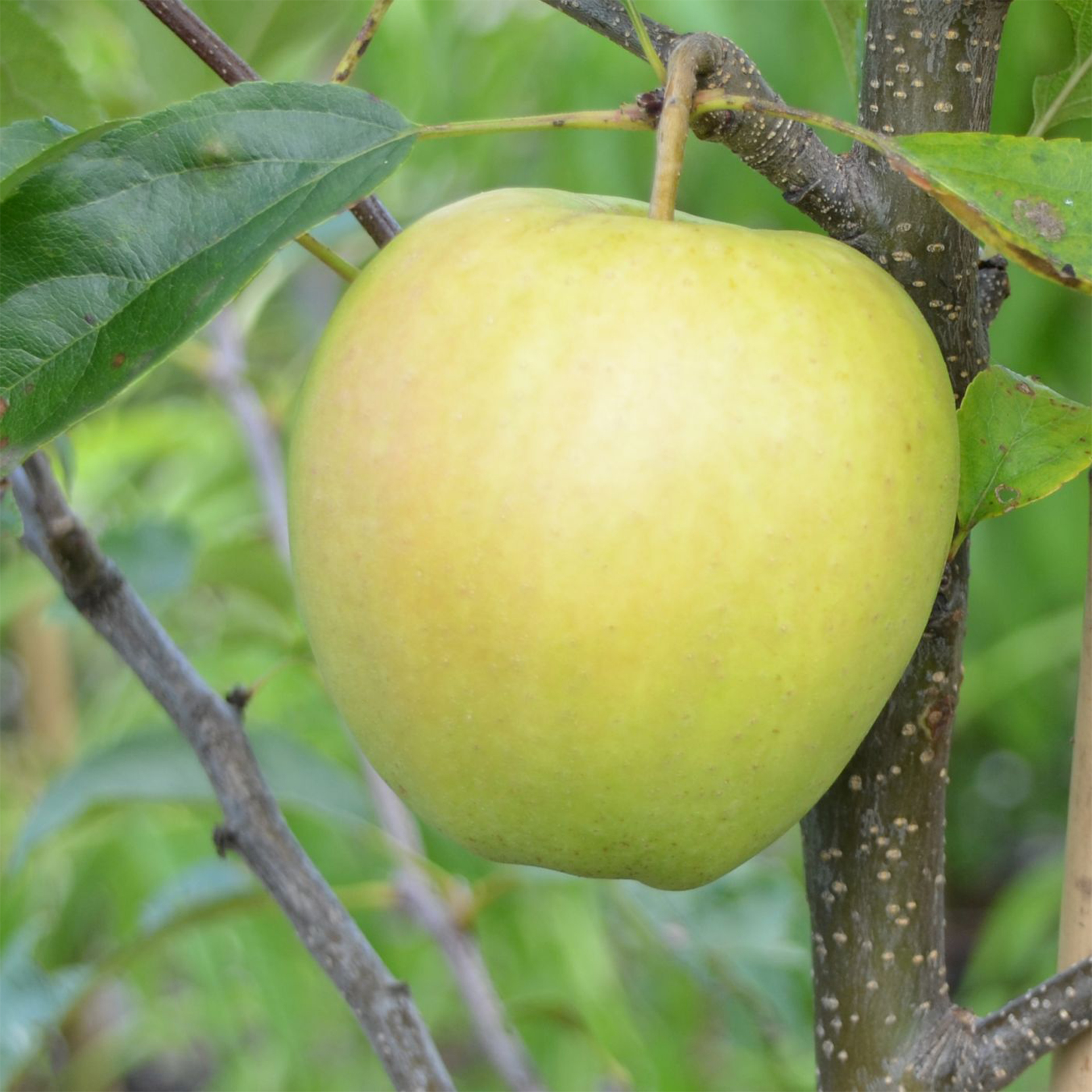 Apfel Golden Delicius Apfelbaum Apfel süß saftig knackig