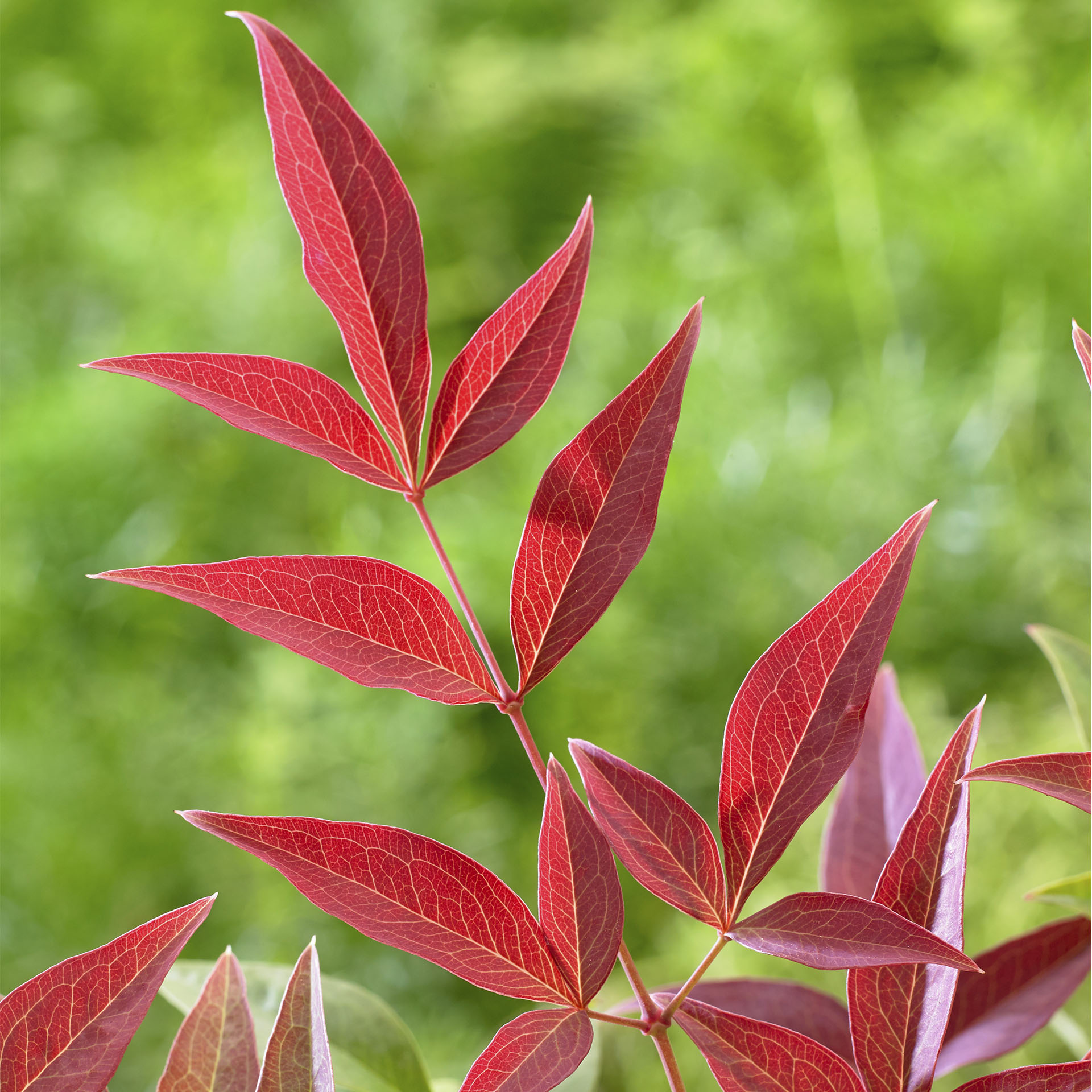 leuchtend rote Blätter als Herbstfärbung des Himmelsbambus Obsessed