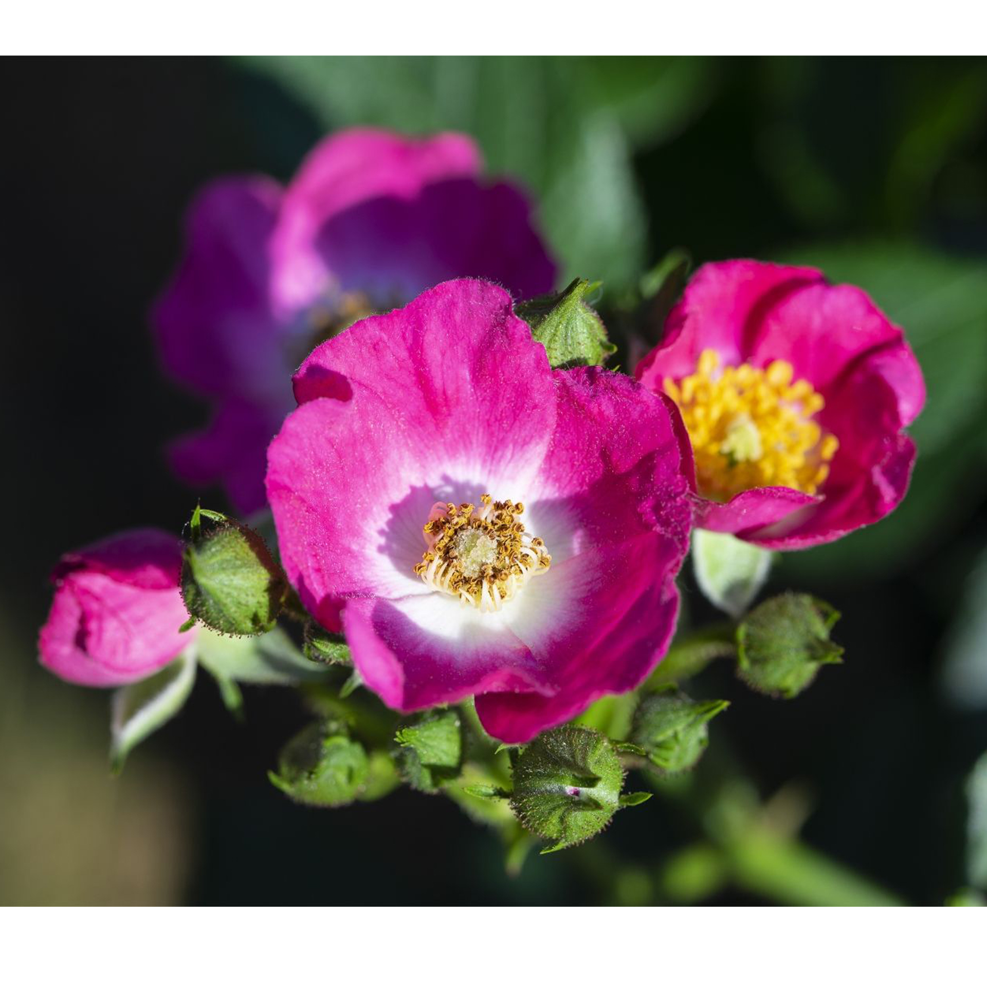 Strauchrose Rosy Boom mini Zwergrose für Beet und Kübel Bodendeckerrose