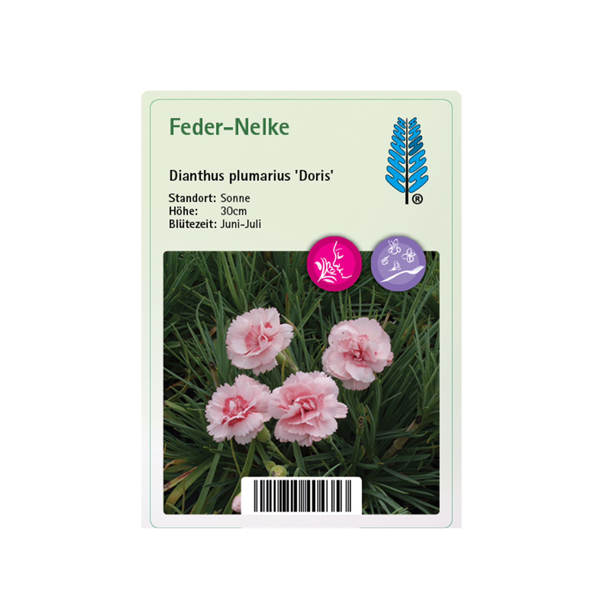 Feder-Nelke - Dianthus plumarius 'Doris', 9cm Topf