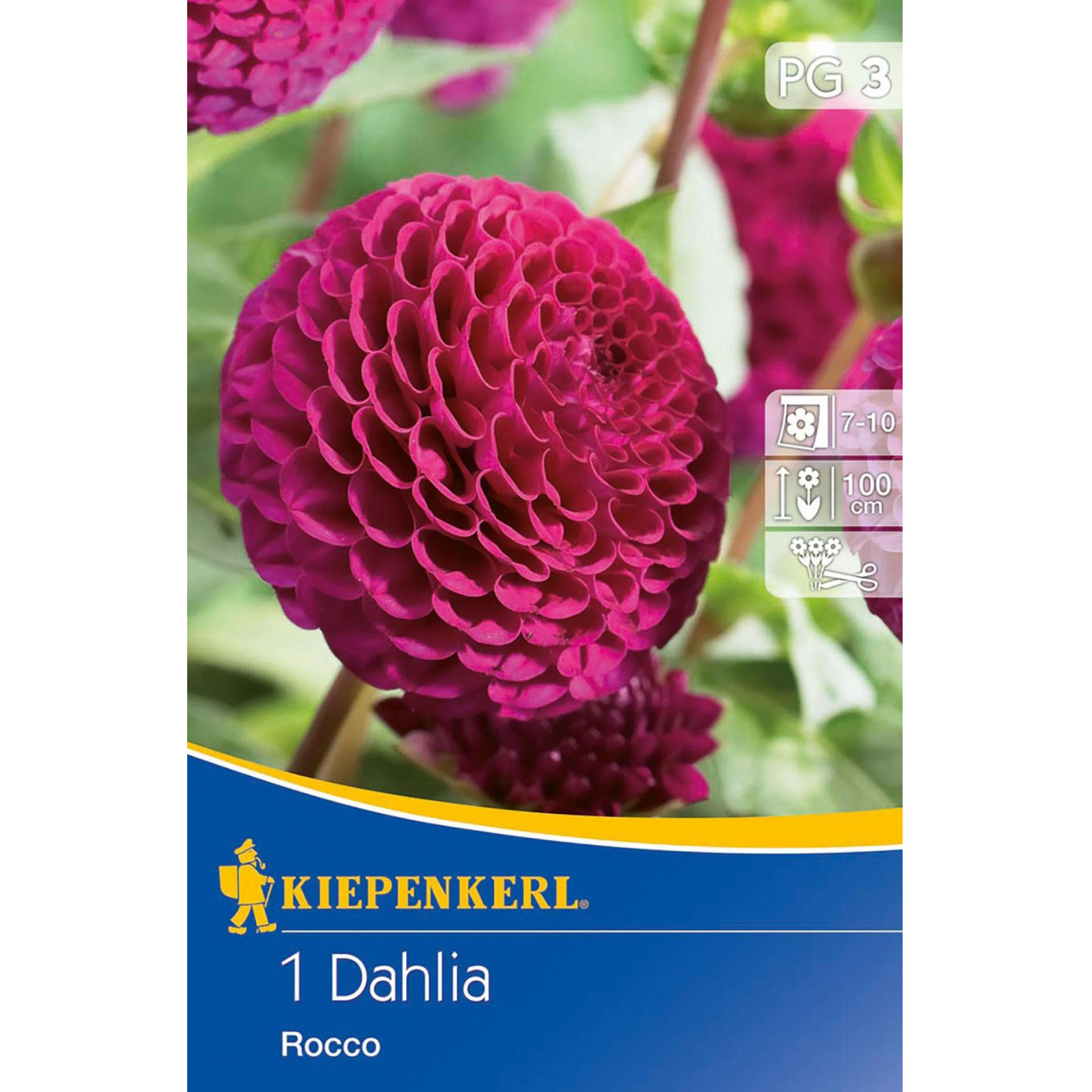 Blumenzwiebeln Pompon-Dahlie Dahlia Blumenbeet