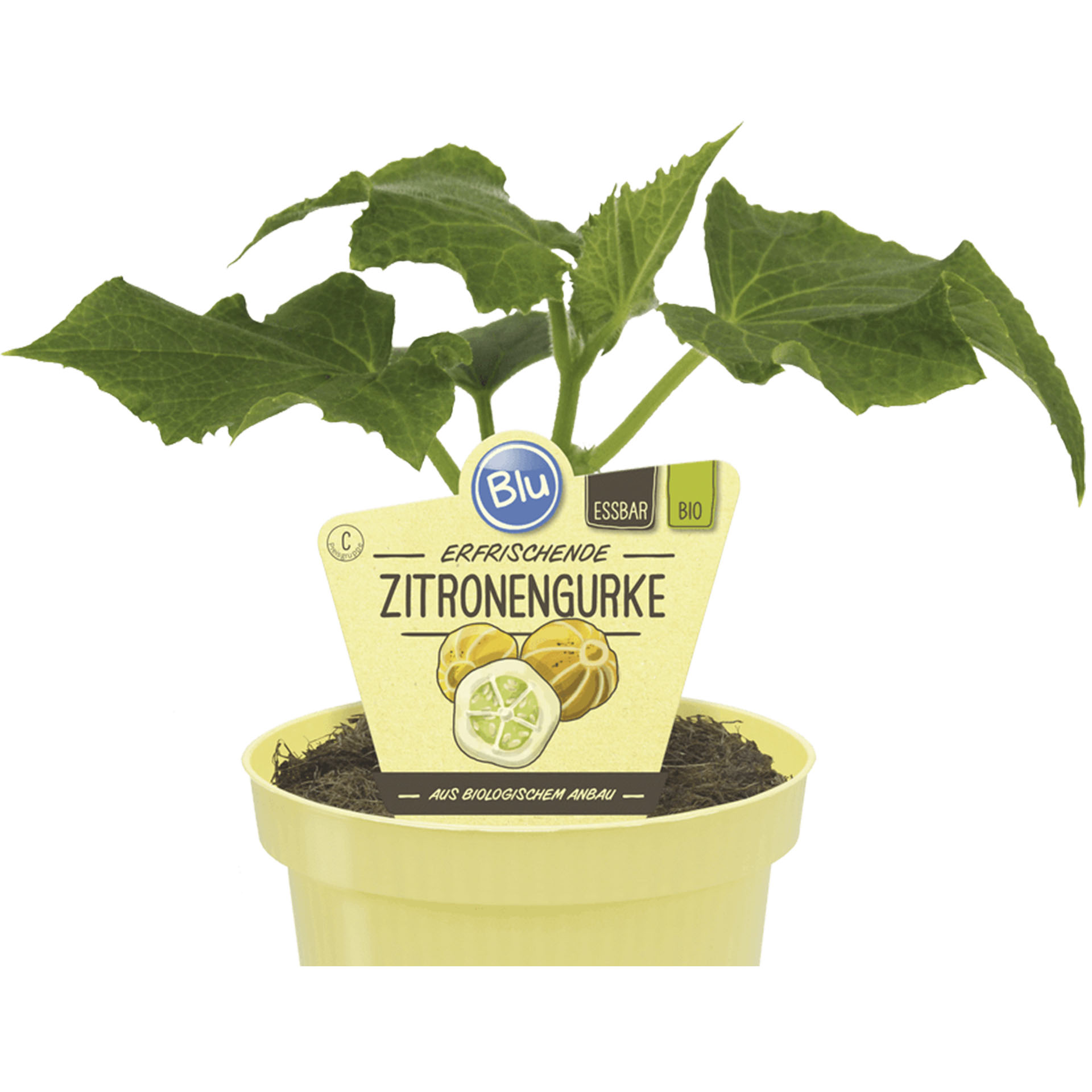 Pflanztopf mit BIO Zitronengurke und Pflanzenstecker