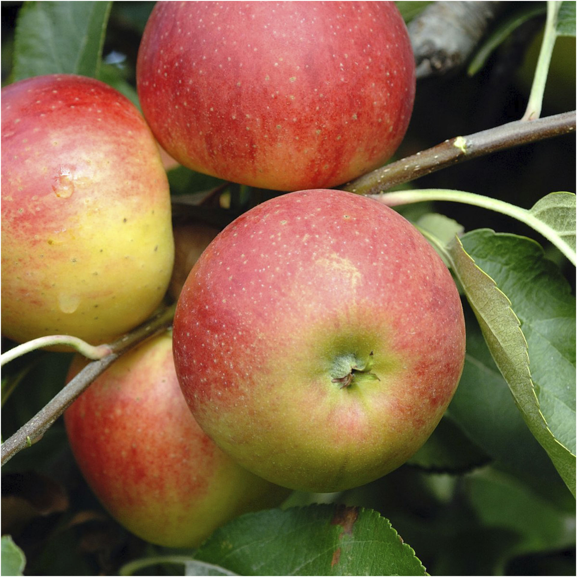 Elsatar Apfel 'Elstar' - Malus domestica 'Elstar'