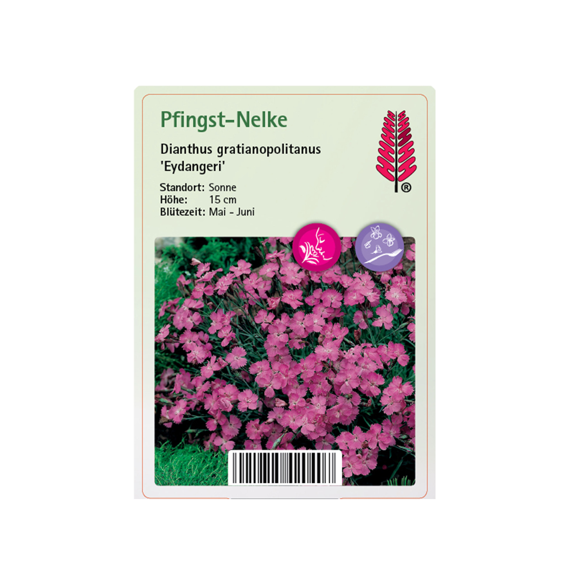 Pfingst-Nelke - Dianthus gratianopolitanus 'Eydangeri', 9cm Topf