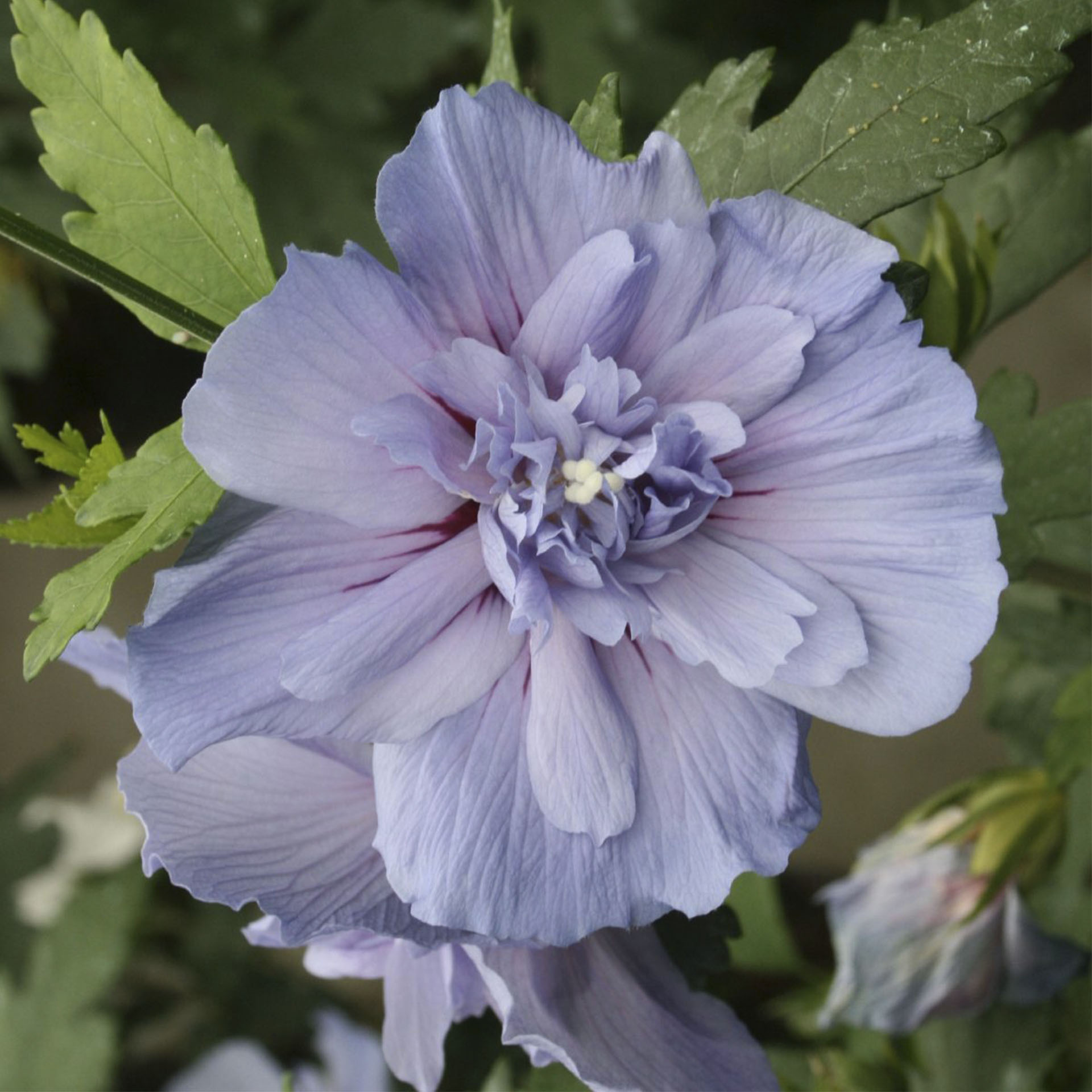 Garteneibisch - Hibiscus syriacus 'Blue Chiffon'®,  C4,5 50-60cm