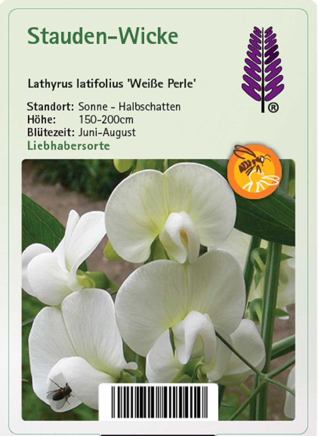 Stauden-Wicke - Lathyrus latifolius 'Weiße Perle', 11cm Topf