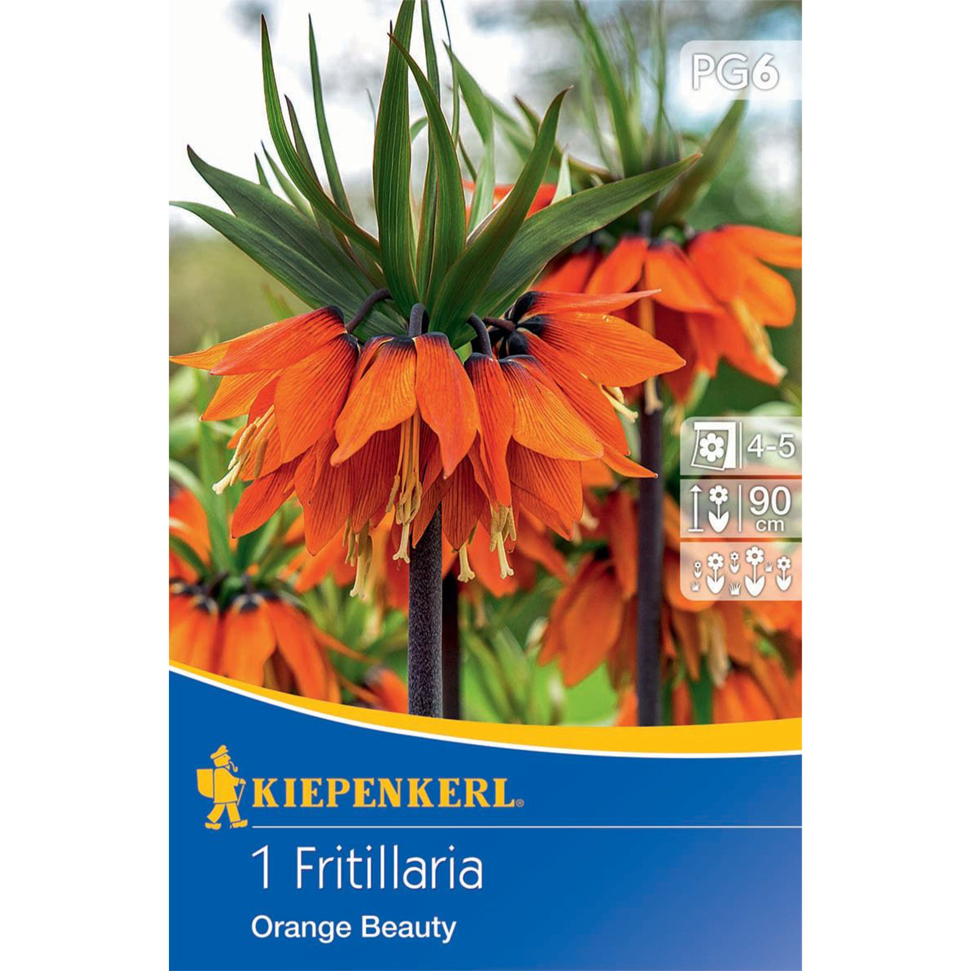 Kaiserkrone / Fritillaria 'Orange Beauty', Blumenzwiebeln