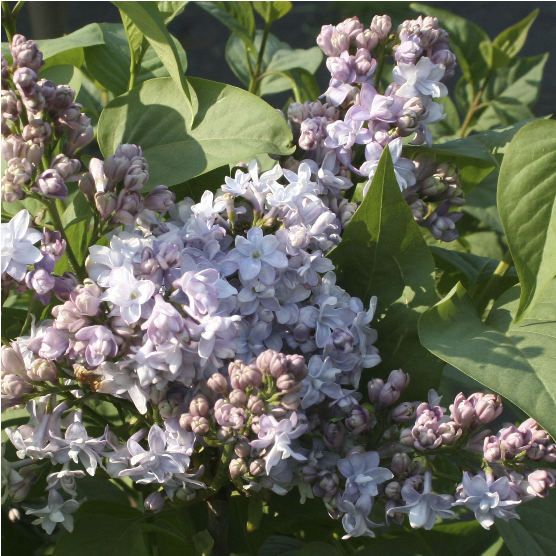 violette bis hellblaue Blütenrispen des Edelflieder Nadezhda